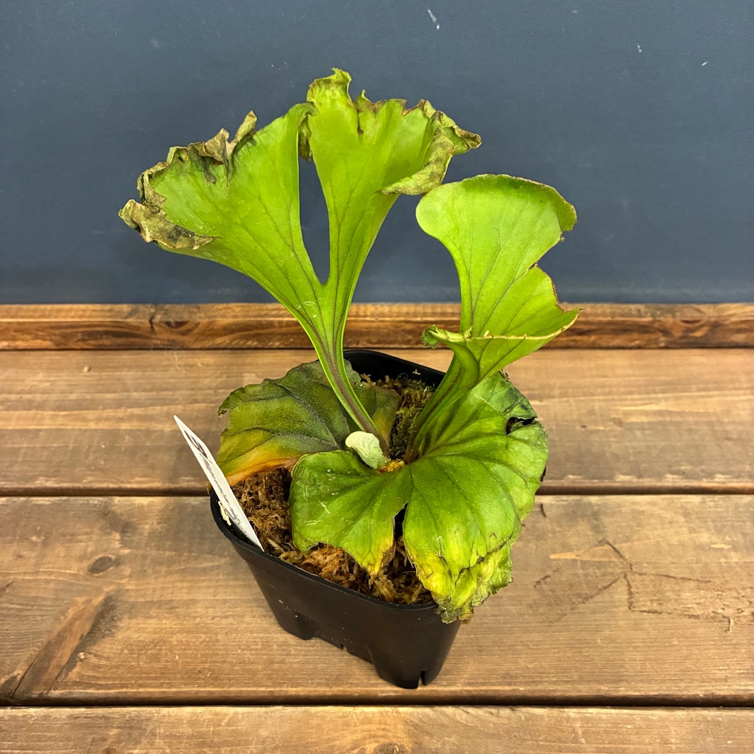 塊根植物、ビカクシダ ビカクシダや塊根植物がお出迎え。 東京・学芸大学駅の隠れた植物