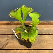 【UJビカクフェア】【〜4/16 10%OFF】 ビカクシダ P. ridleyi 'Monkey King'【873】