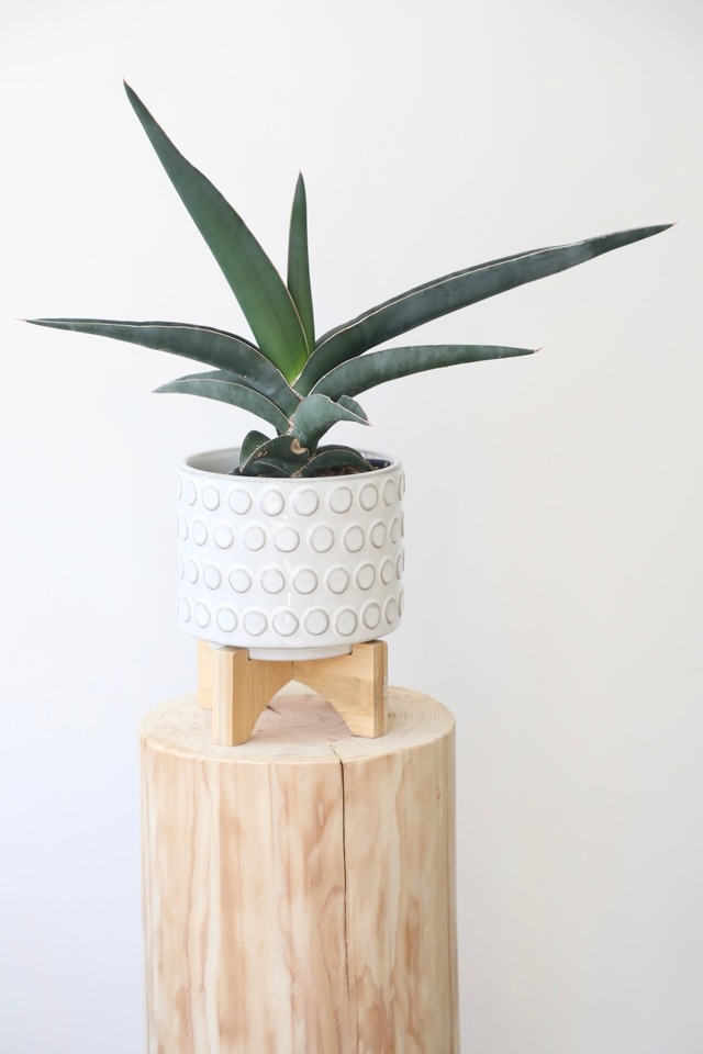 サンスベリア ロブスターブルー/Sanseveria robusta blue　※陶器鉢カバー付き