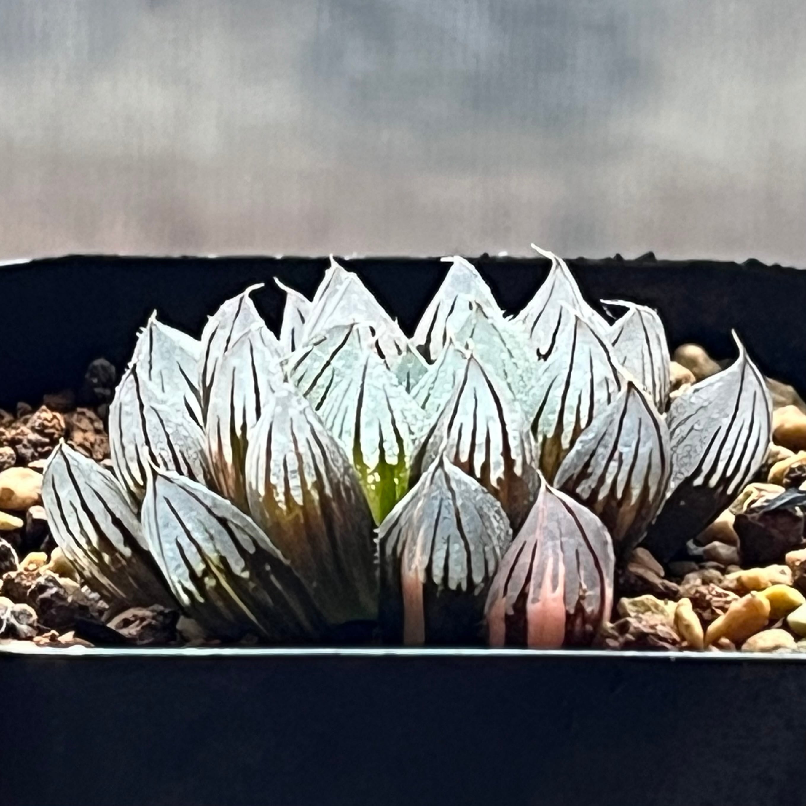 ハオルチア 黒玉露錦 霓虹灯 | mocono_plants
