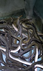 【活輸送】天然鰻　汽水　200~250g　4~5P　【1k単位】