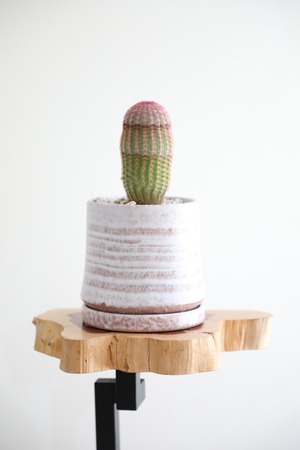 【S】紫太陽 /Echinocereus rigidissimus　※陶器鉢付き