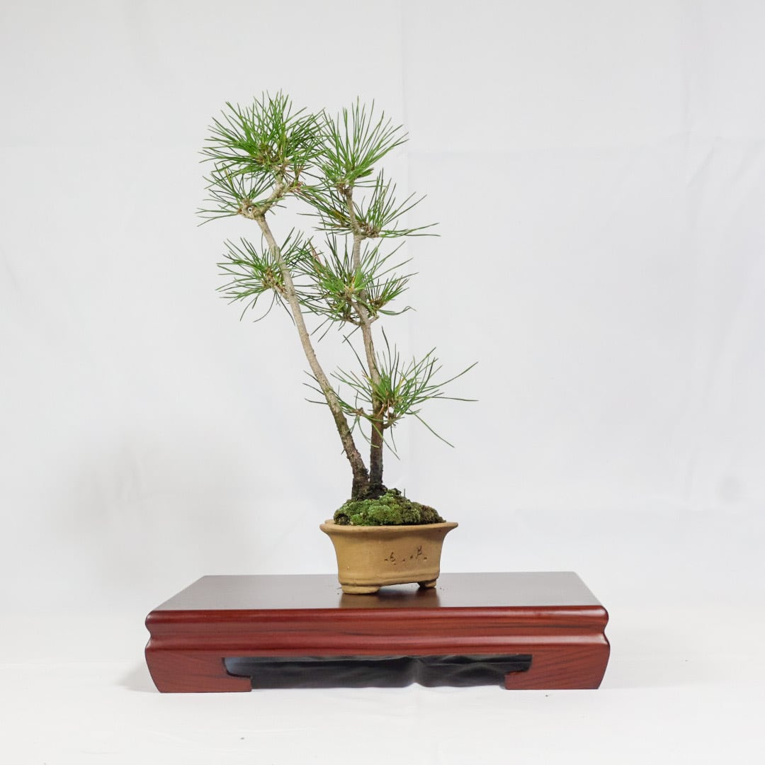 ハートの鉢の黒松盆栽（NA-002） | 和の暮らし盆栽店 | 公式オンライン