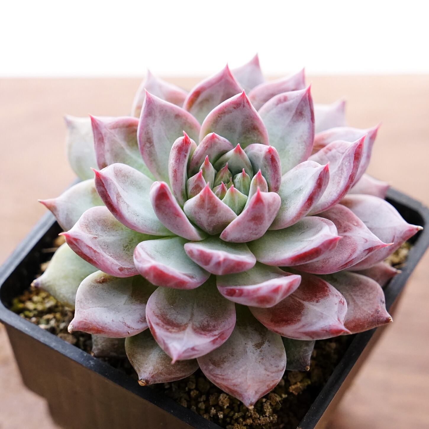 カット苗 ダイヤモンドコロラータ Echeveria  