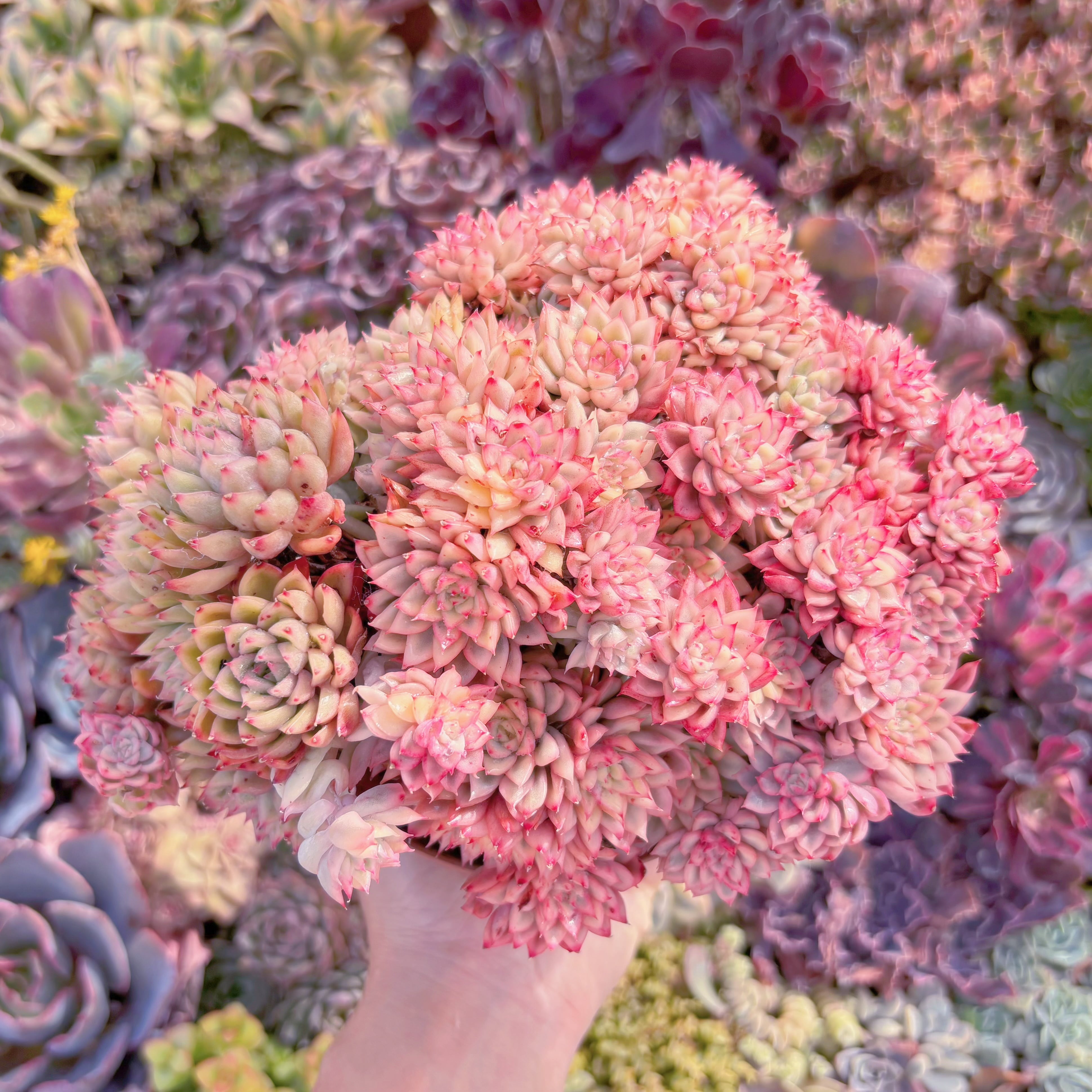 現品　女雛錦#M071　特大群生　新入荷　るる農園