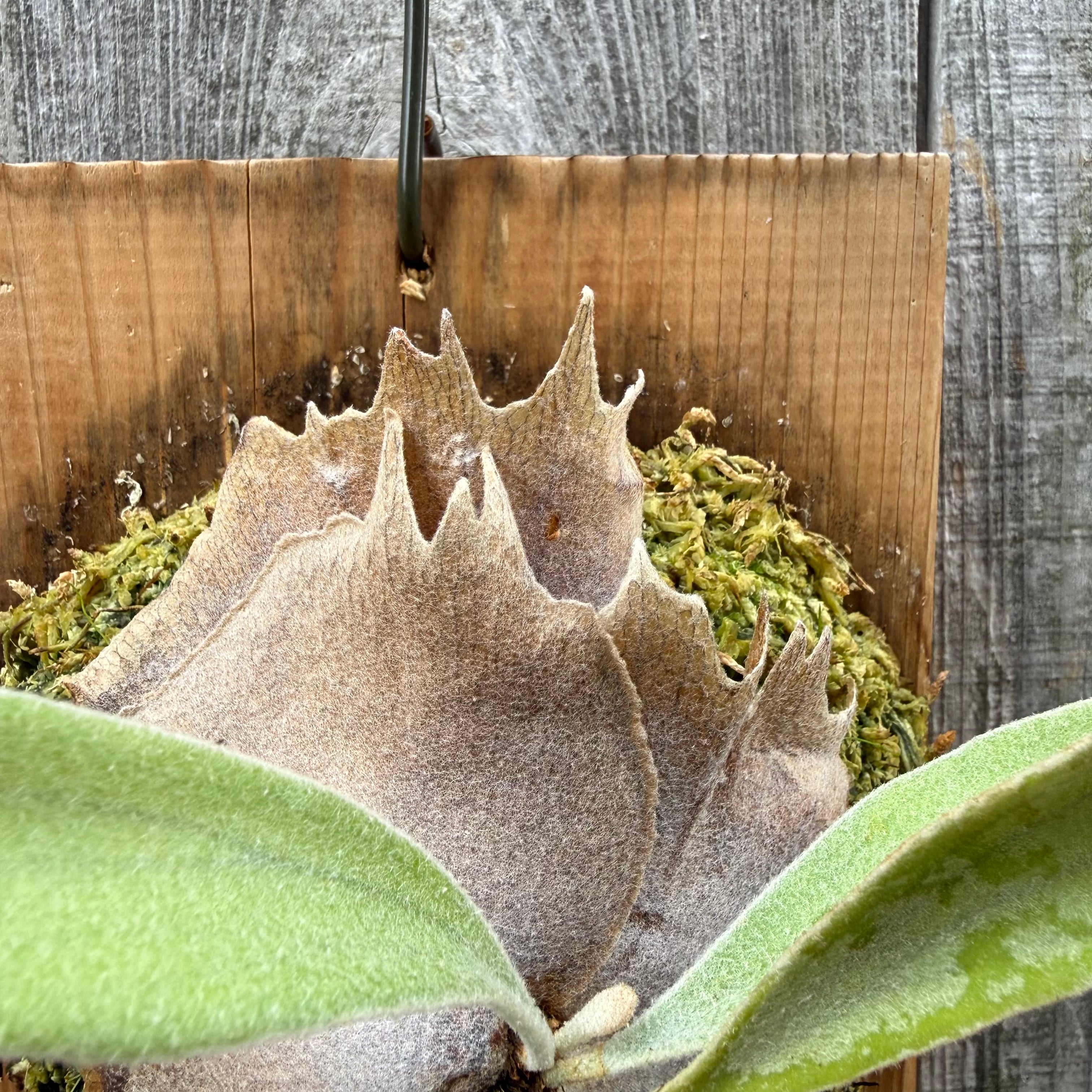 P. veitchii wild spore | naturefix