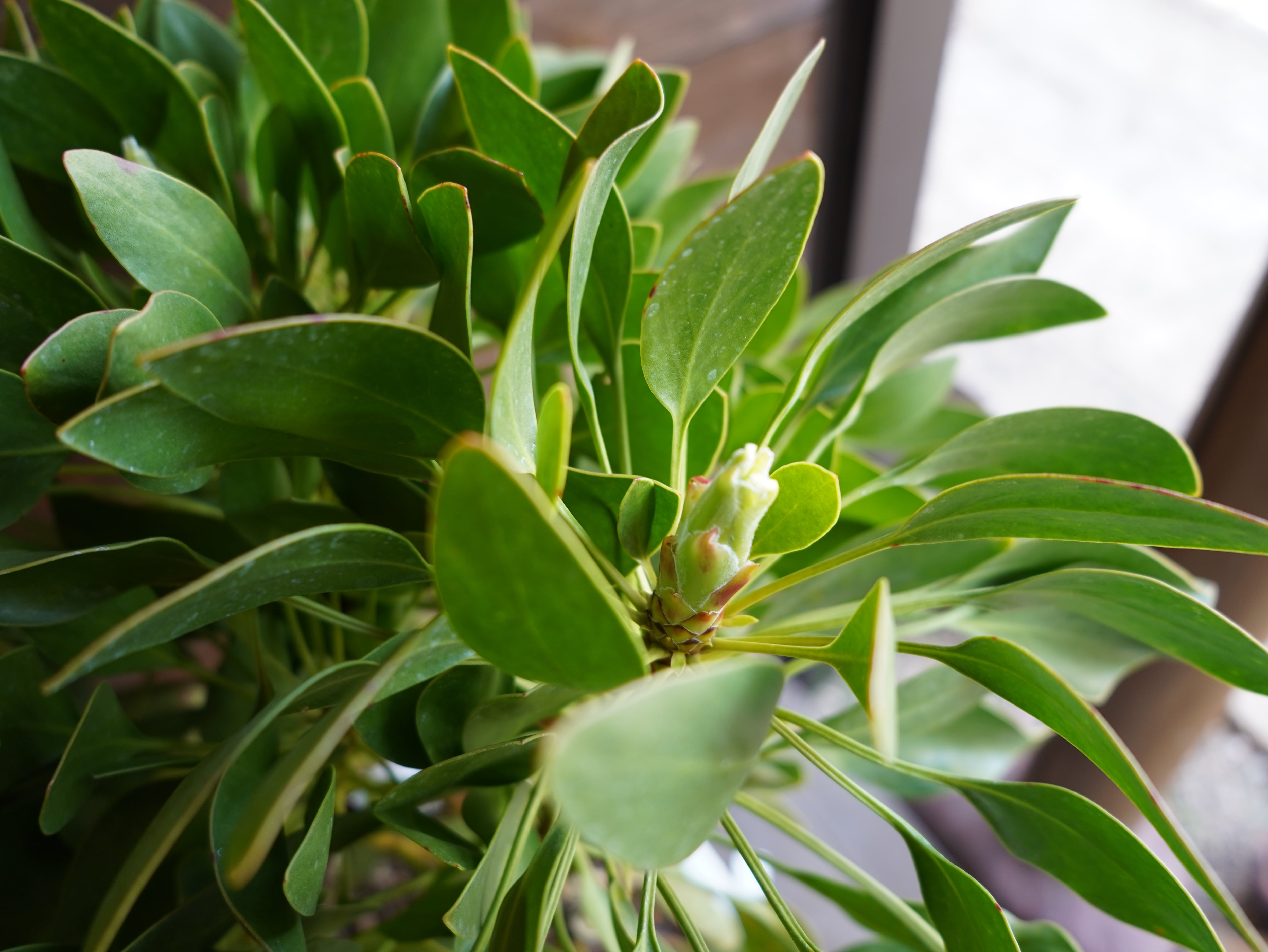 【現物】プロテア　シナロイデス　１０号