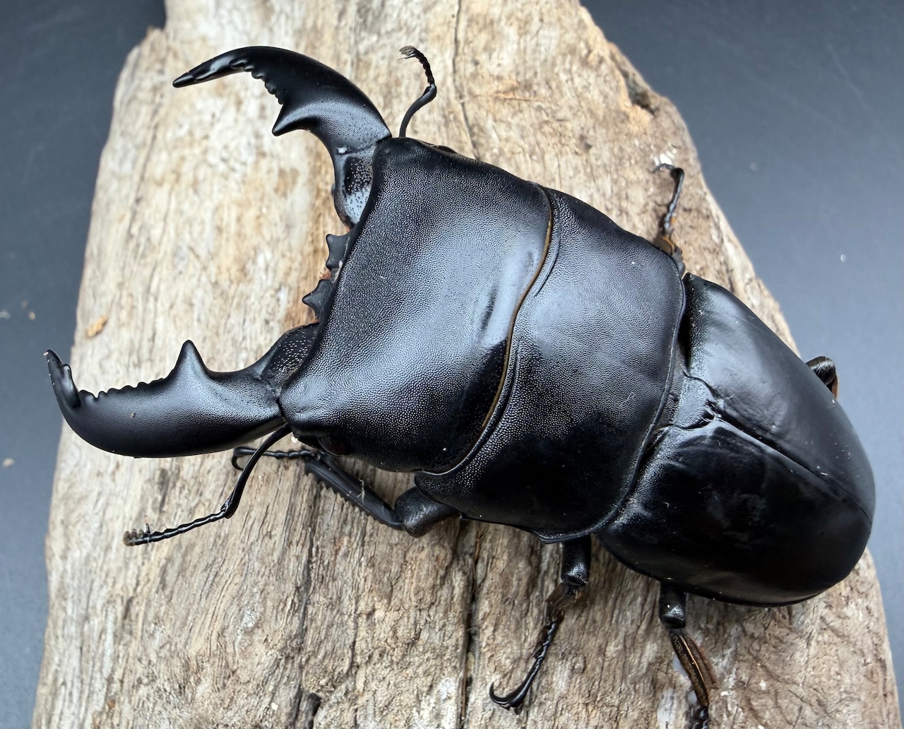 【WD】《スマトラオオヒラタ パダン産 83mm ペア》