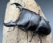 【WD】《スマトラオオヒラタ パダン産 83mm ペア》