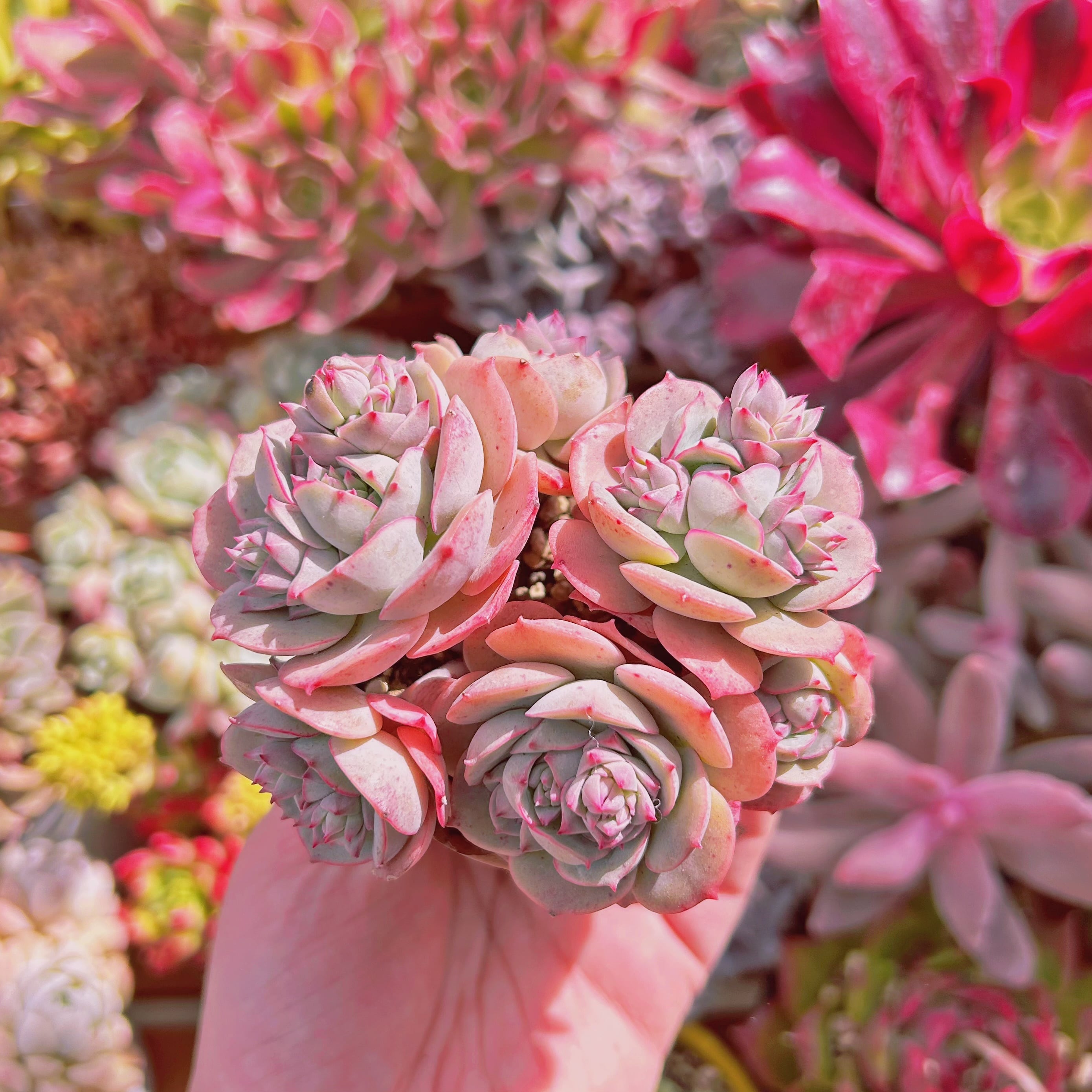 速達発送☆多肉植物 アロエ×ハオルチア ローズブーケット 1105 ◎パルブラ オレンジ選抜 多肉植物 ハオルチア アロエ - メルカリ