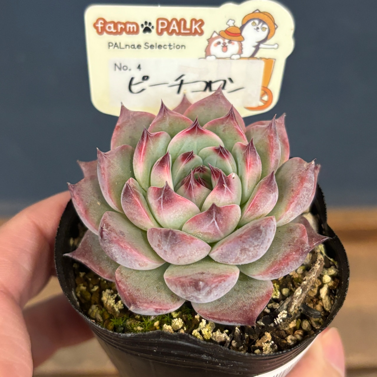 farmPALKさん苗 エケベリア ピーチコロン【634】