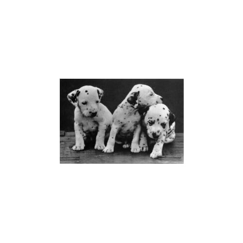 ダルメシアン アメリカ直輸入ポストカード　