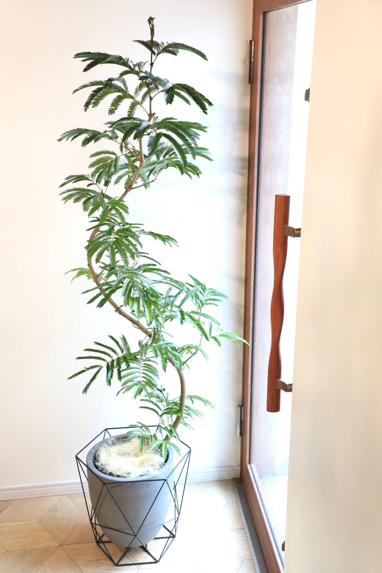 都内近郊限定配送】【L】【173cm】エバーフレッシュ曲げ木