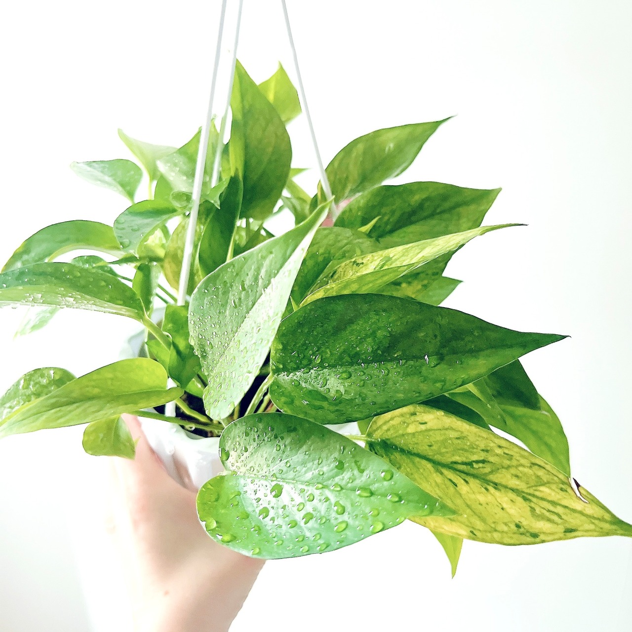季節斑が美しい ポトス テルノアマゾン ハンギング 観葉植物 calm cafe