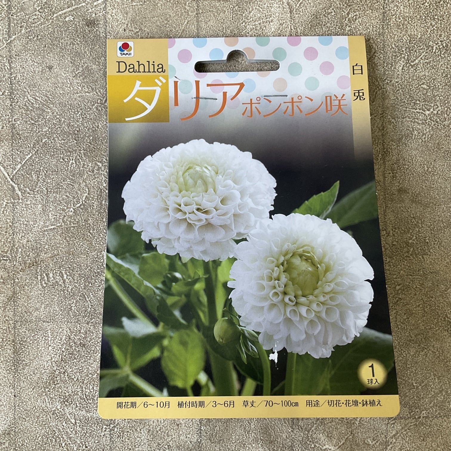 球根 | 橋本種苗園