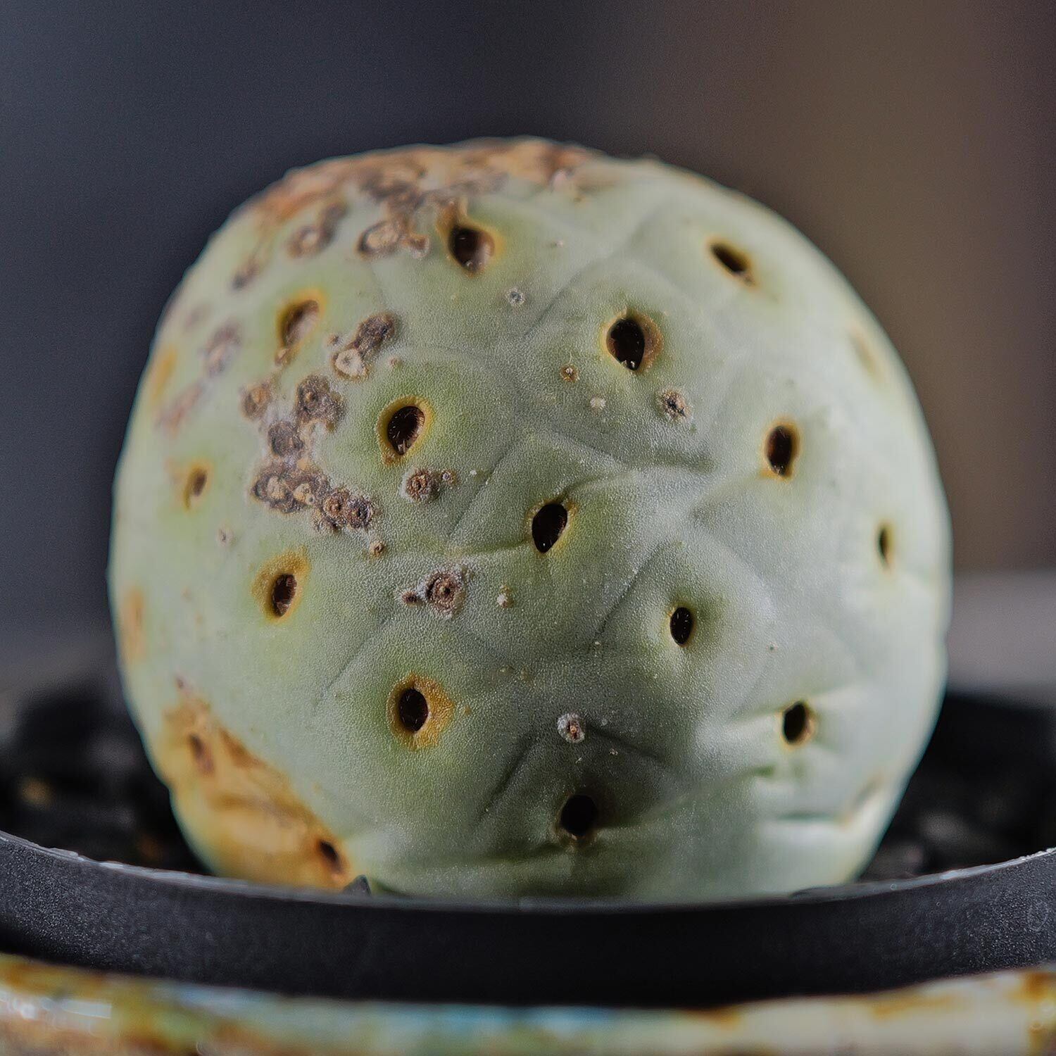 約6cm 超大球 1球 シングル テフロカクタス ゲオメトリクス