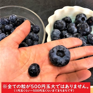 【冷蔵】大粒のブルーベリー！品種：チャンドラー：２５０ｇ【野菜セットと同梱で送料無料】
