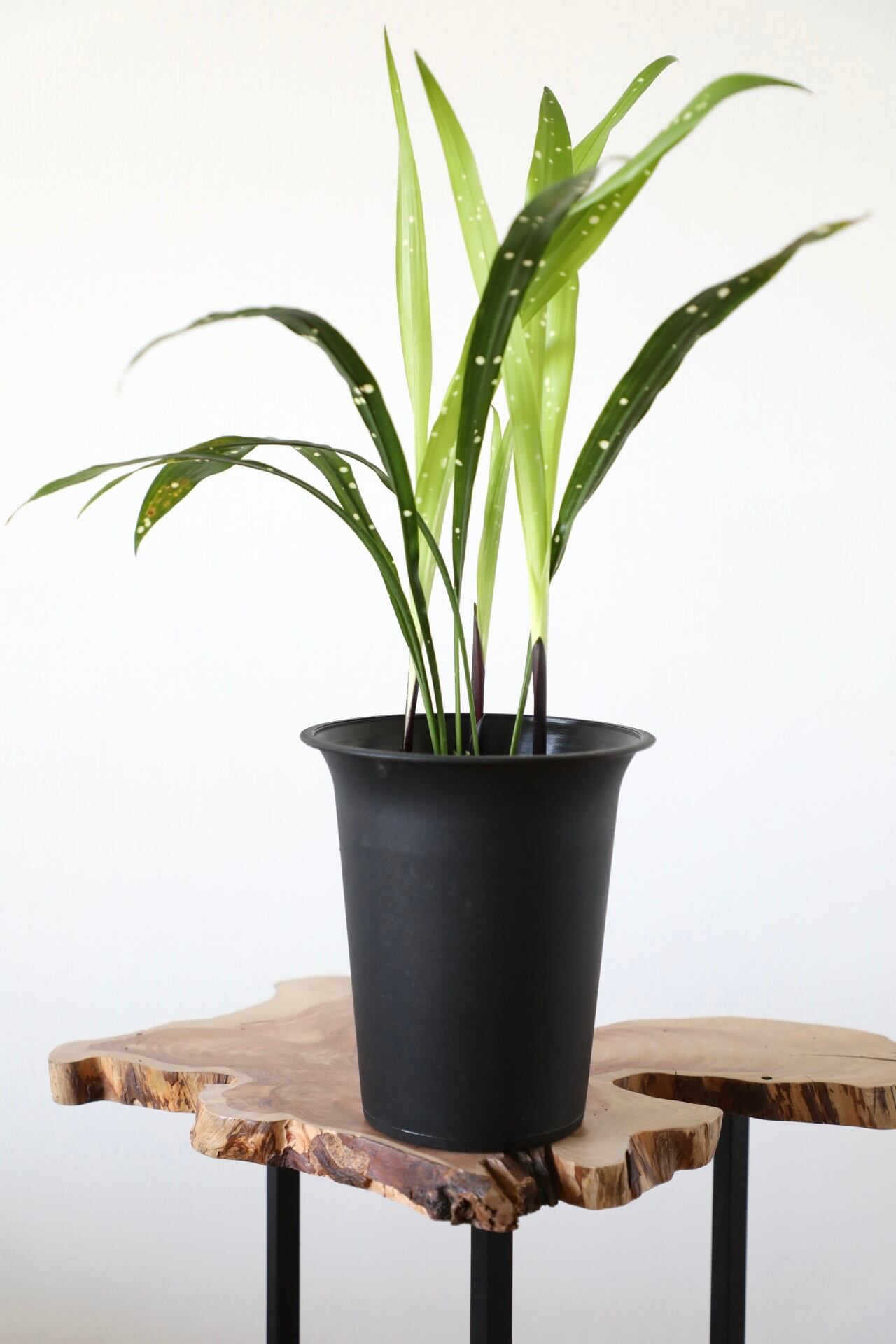 Aspidistra chunxiuensis Chongzuo ハラン 希少