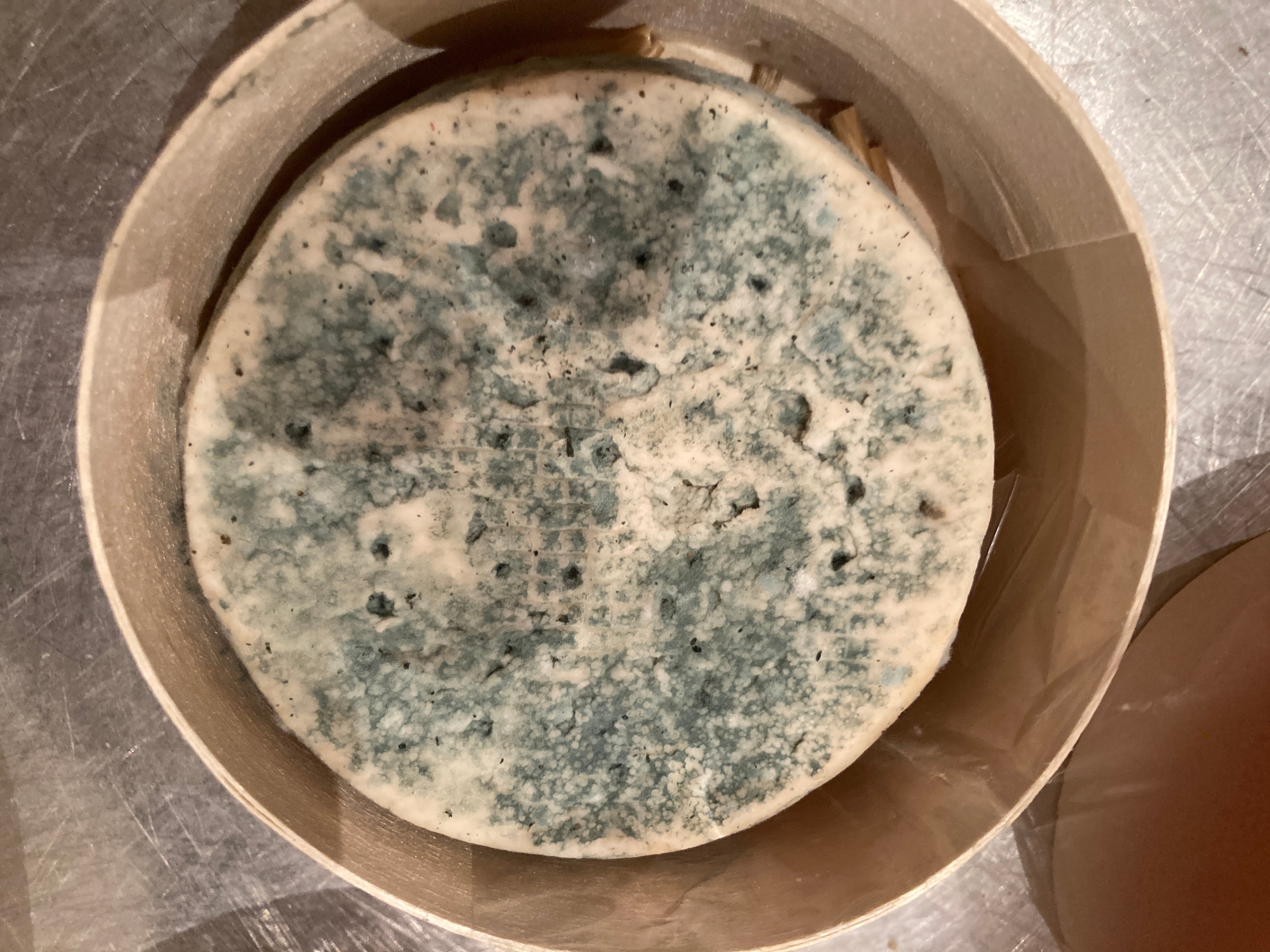 青かびチーズ(自家栽培古代麦わらで熟成） | 山羊さんの贈り物
