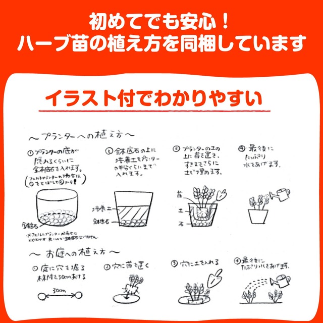 ハーブ 苗 ゴールデンレモンタイム ハーブ苗 栽培キット 英語 効能 種類 料理 育て方 使い方 選び方 ラベンダー 寄せ植え ハーブティー 種 レシピ 鉢植え バジル ローズマリー ミント 花苗 セット 送料無料 ドライハーブ 野菜 水耕栽培 Gレモンthyme ハーブ苗の