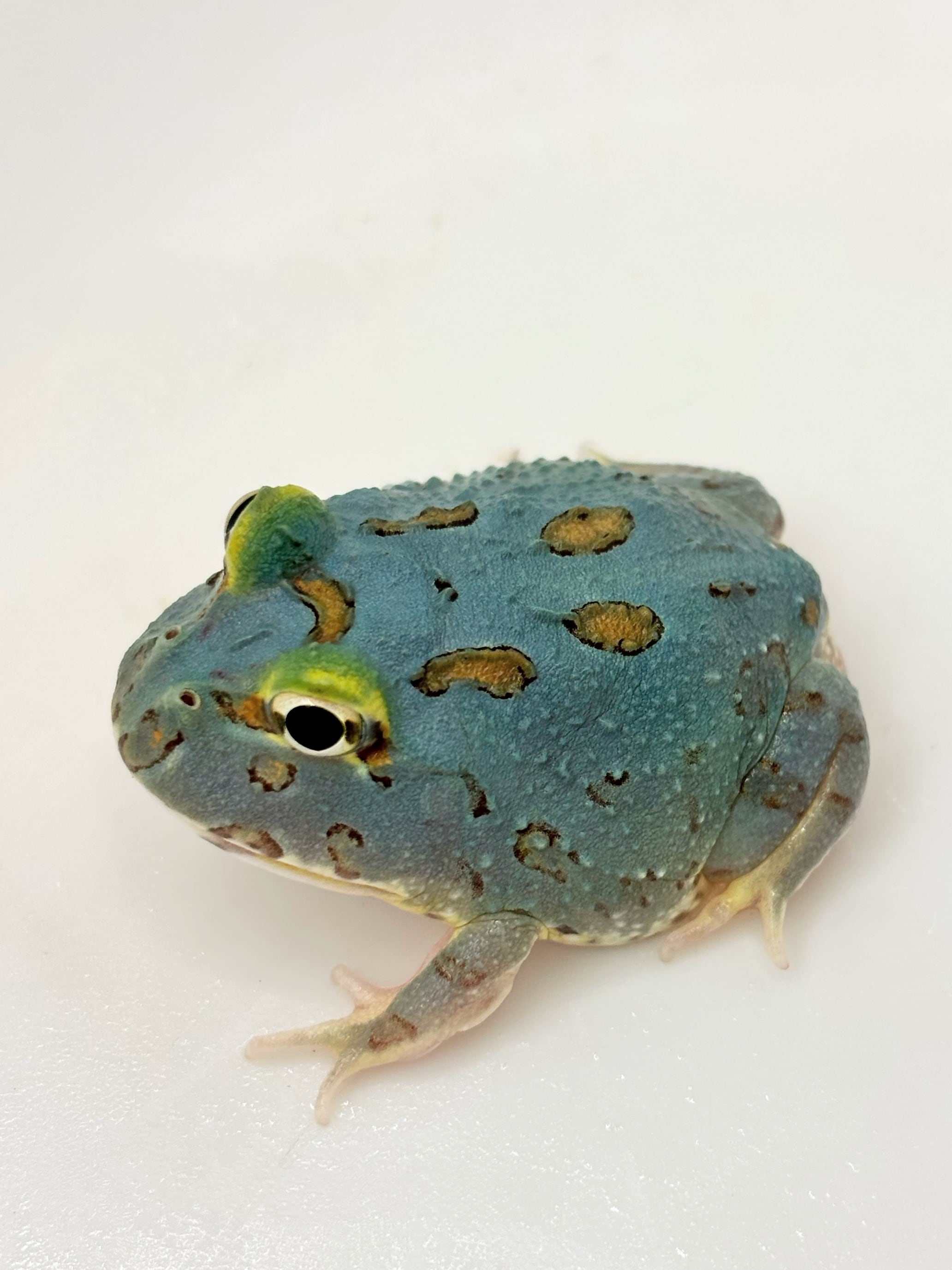 クランウェルツノガエル グリーン② 1匹 | まるころ商店〜まるくて