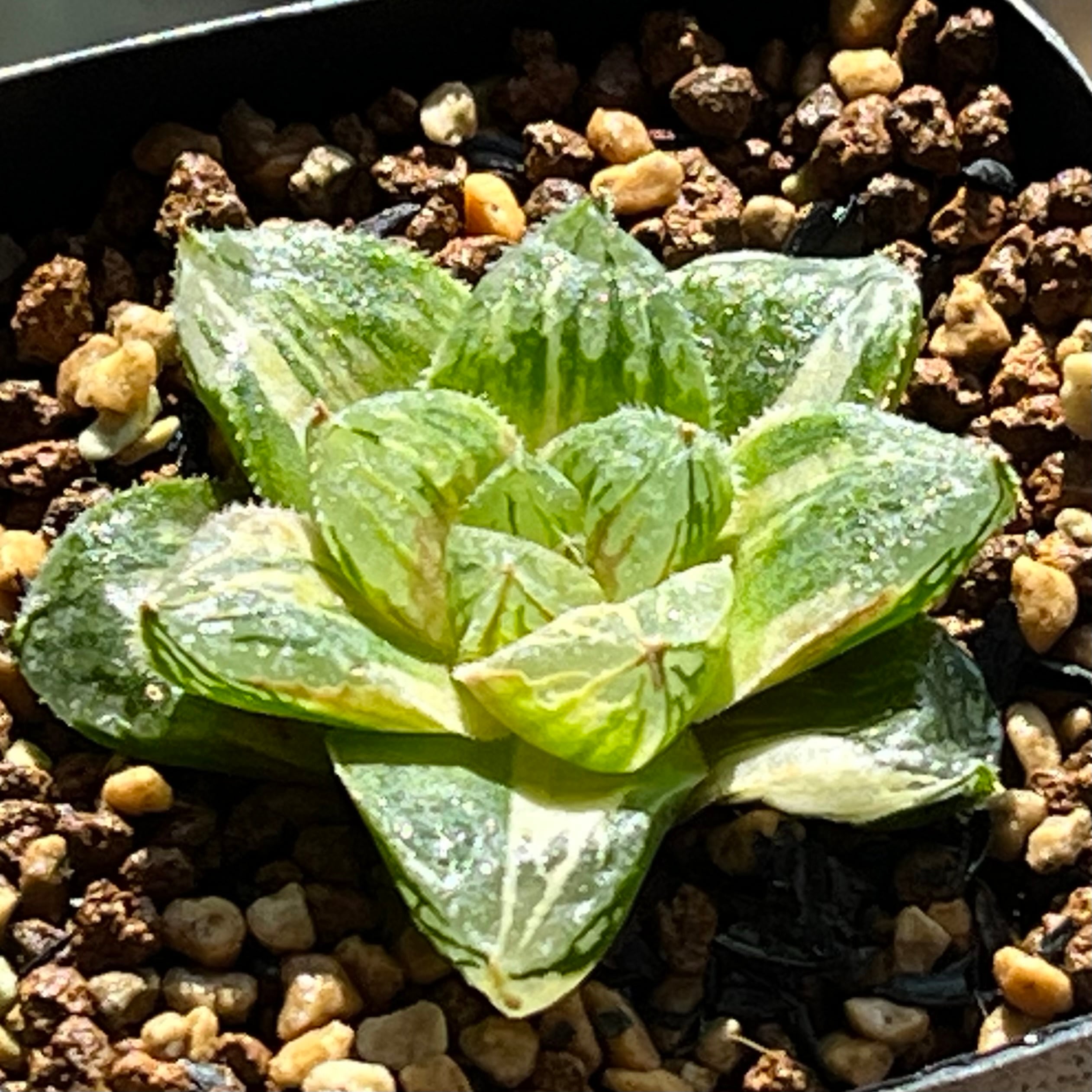 ハオルチア B型コンプトミュータント錦① | mocono_plants