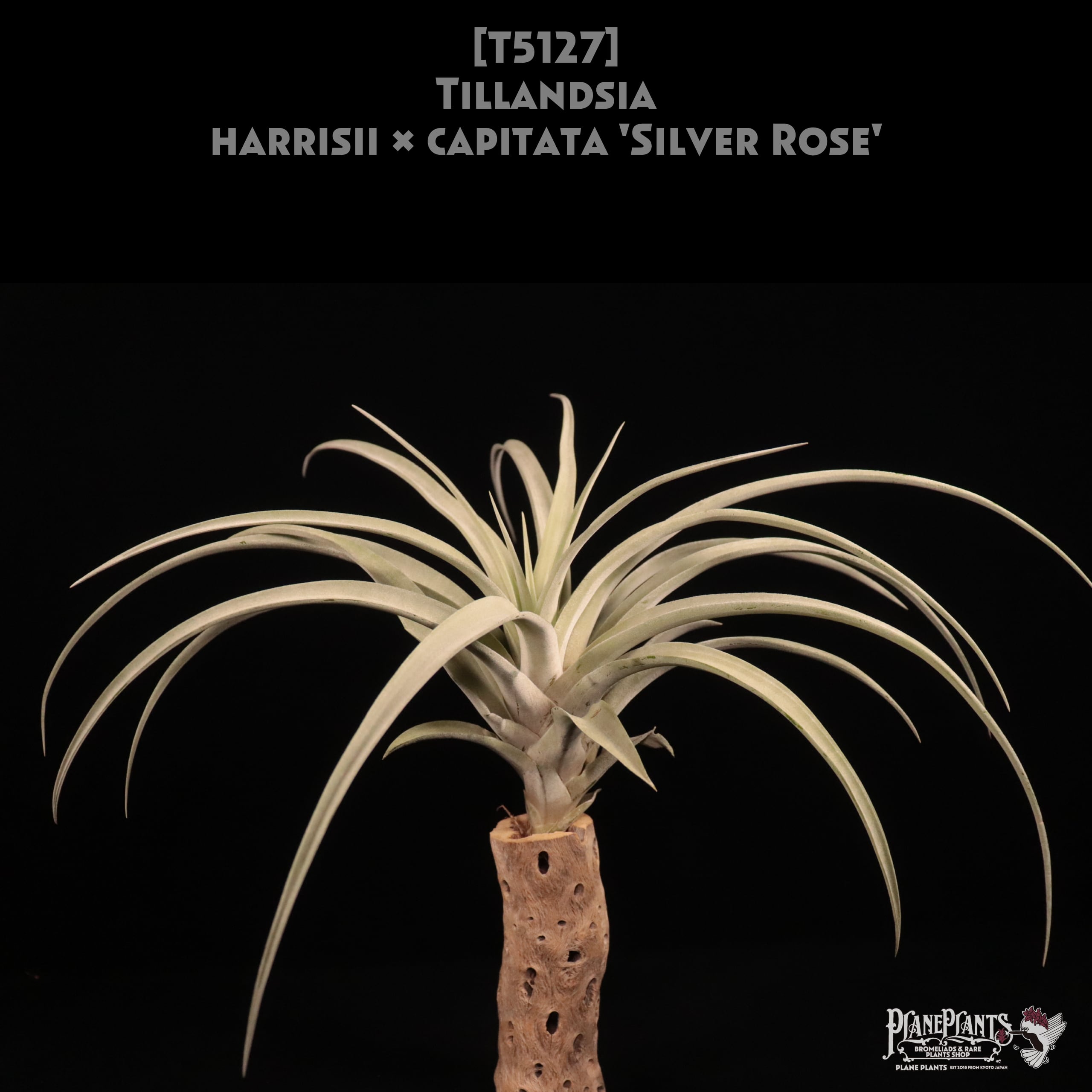 送料無料】harrisii × capitata 'Silver Rose'〔エアプランツ〕現品