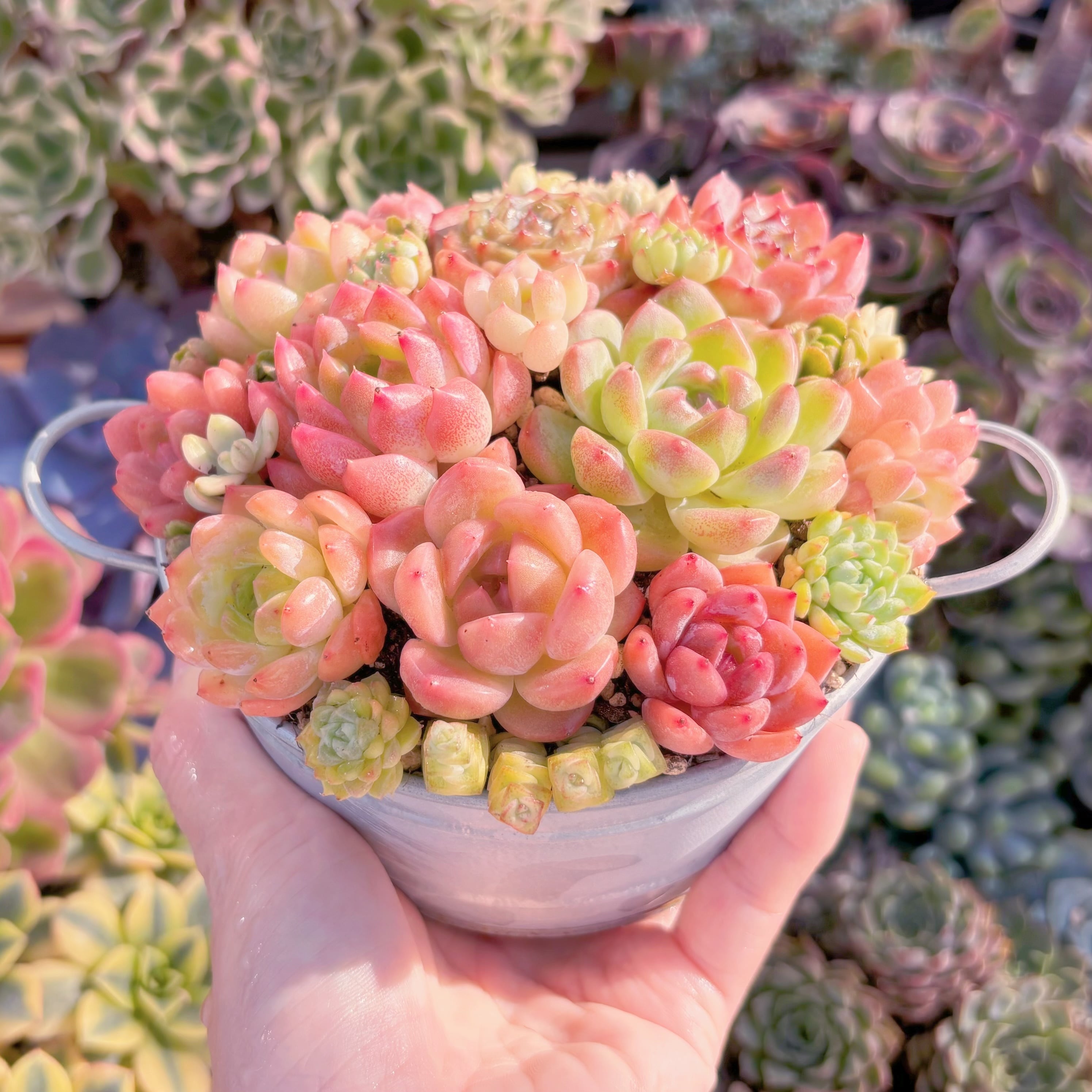 大人気☆Sランク☆寄せ植えセット | るる農園~多肉植物専門