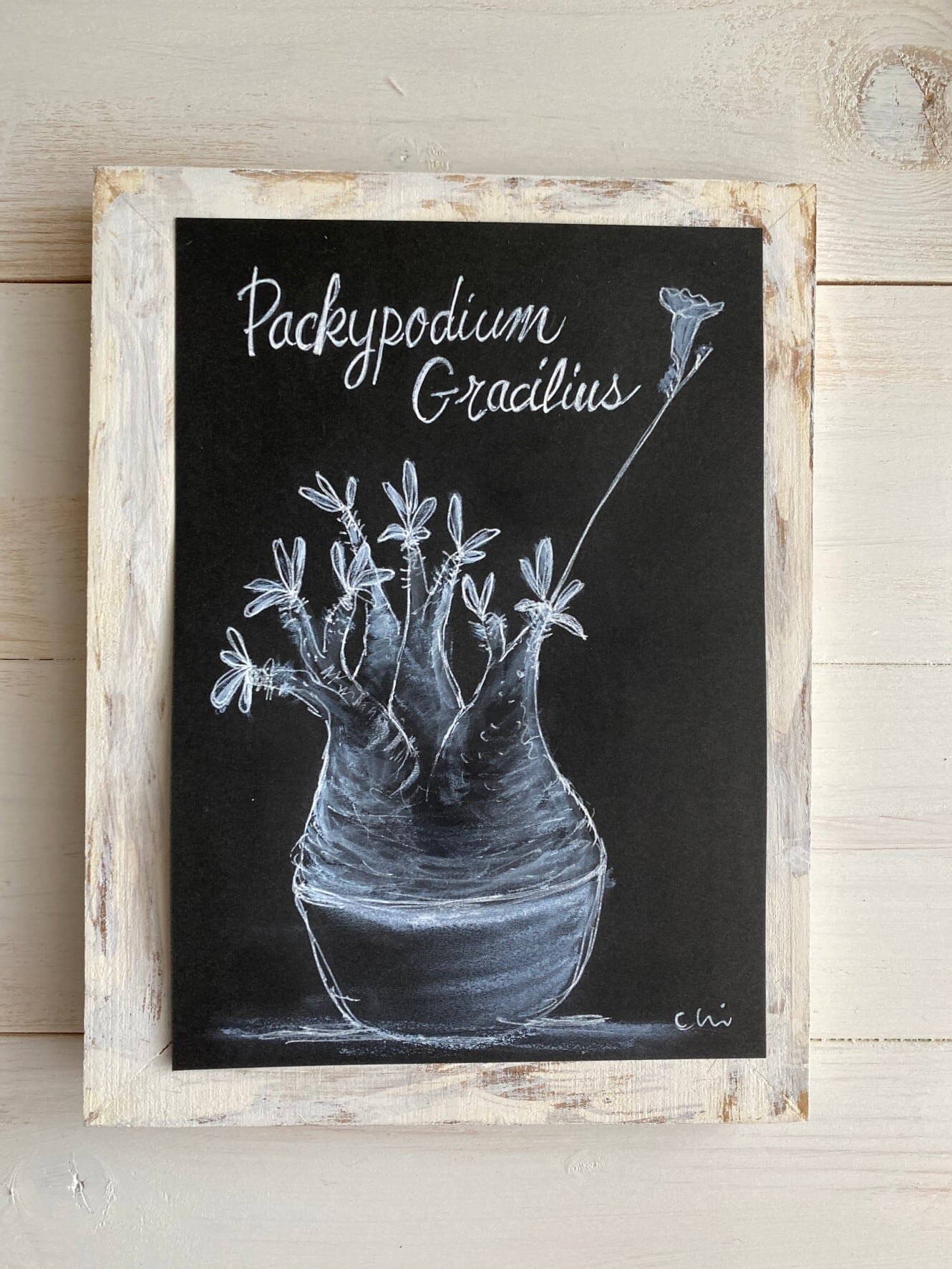 パキポディウム グラキリス 1 | 手書きイラスト chistyle1