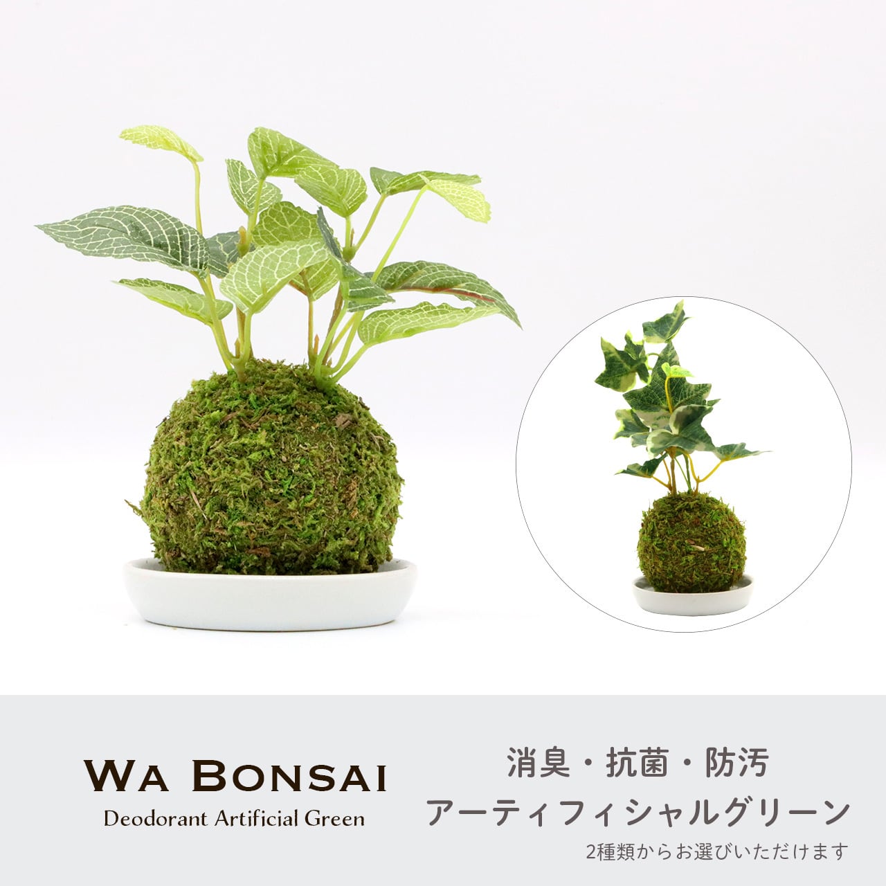 豆盆栽 苔玉 フィカスと実付きユーカリ フェイク アーティ