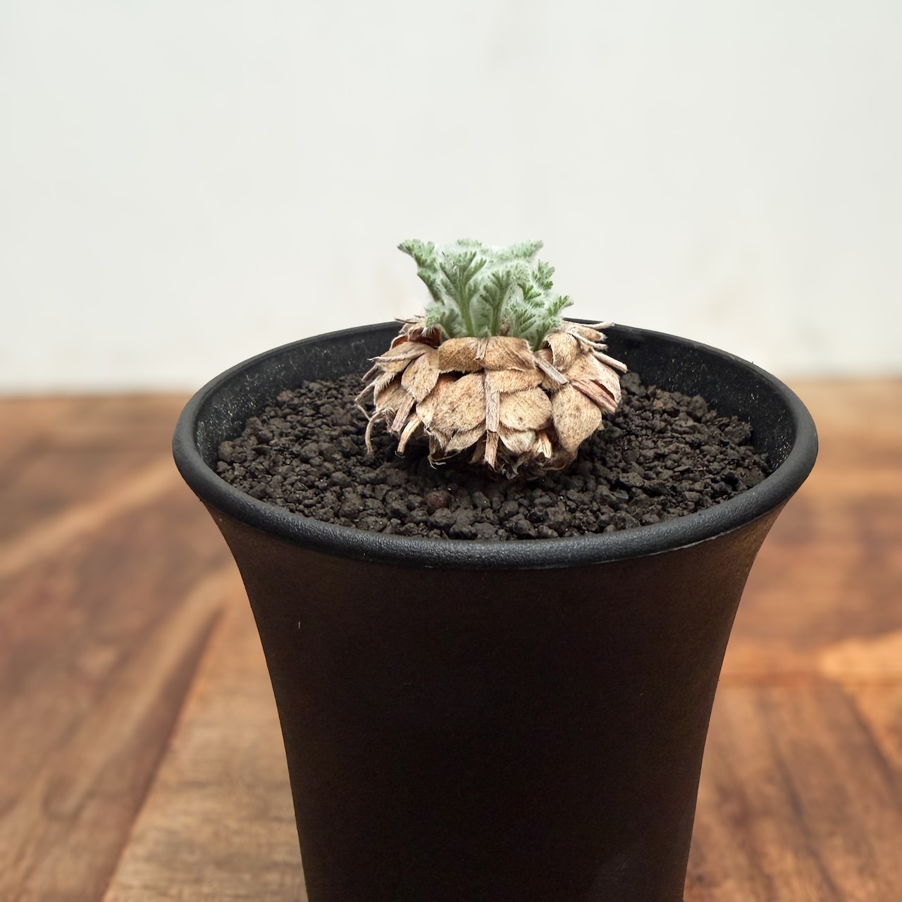 Pelargonium appendiculatum 【ぺラルゴニウム・アッペンディクラツム・実生】