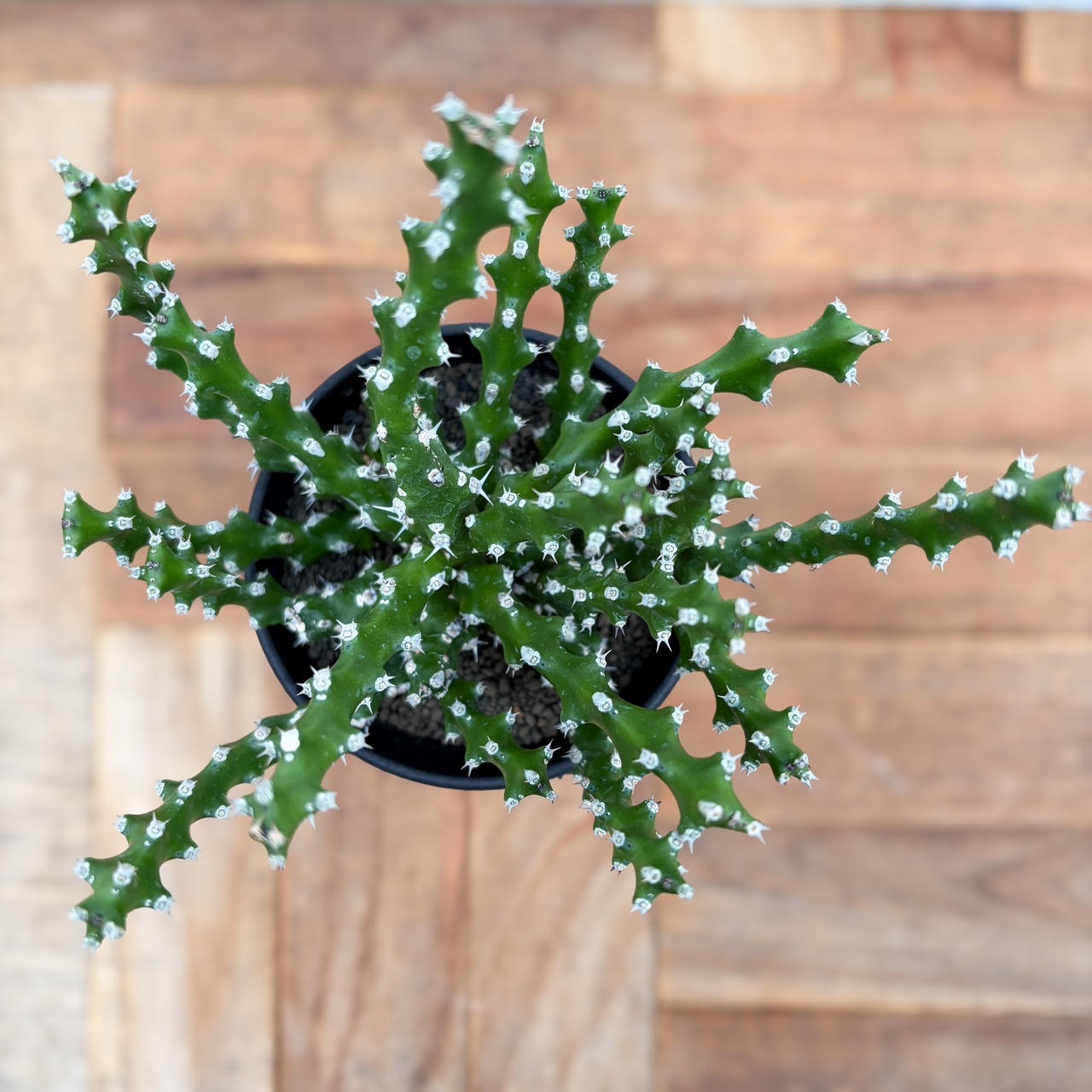 Euphorbia ramulosa【ユーフォルビア・ラムローサ】