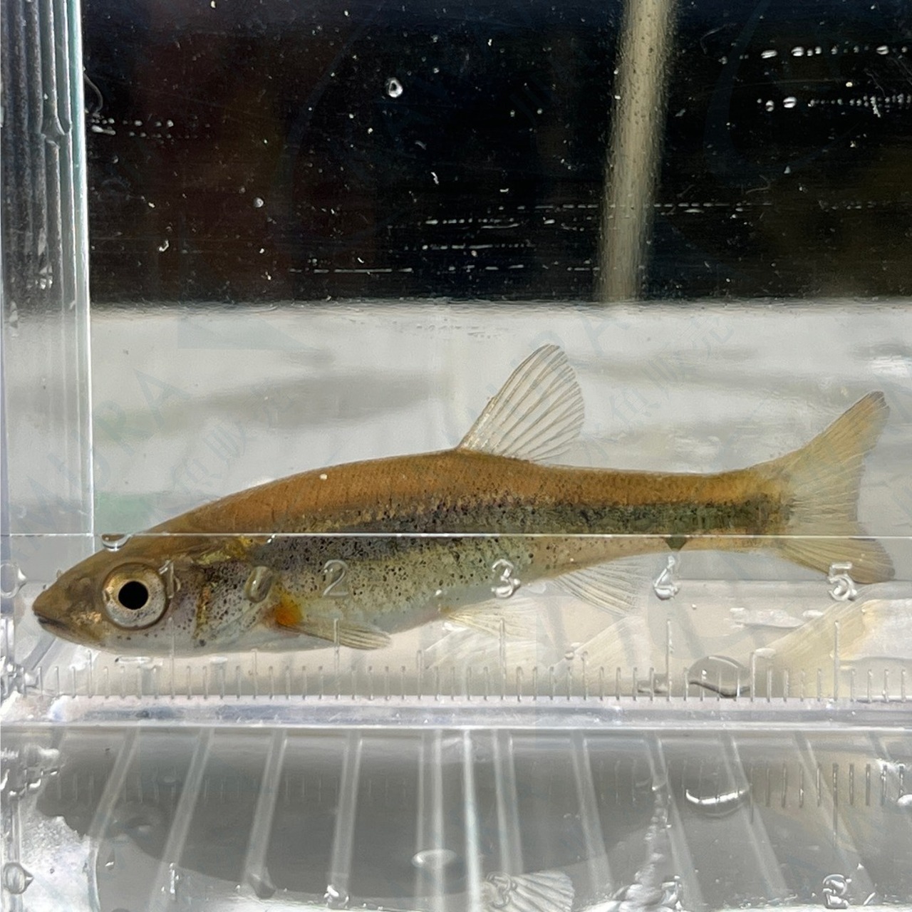 ※ぷりぷりセット※（淡水魚）アブラハヤ　3～7cm±（10匹）【生体】