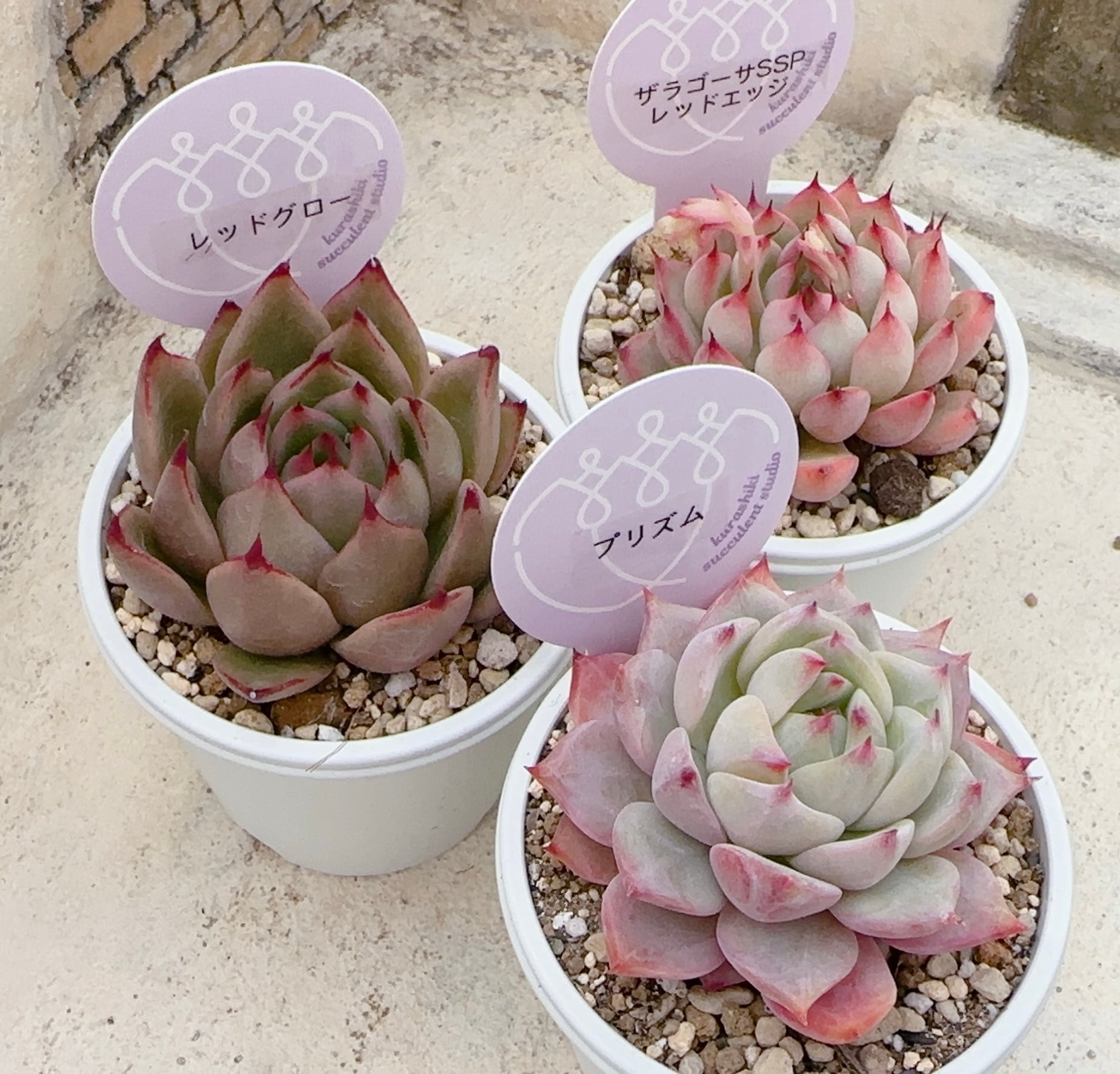 寄せ植え苗10個セット | 倉敷多肉工房