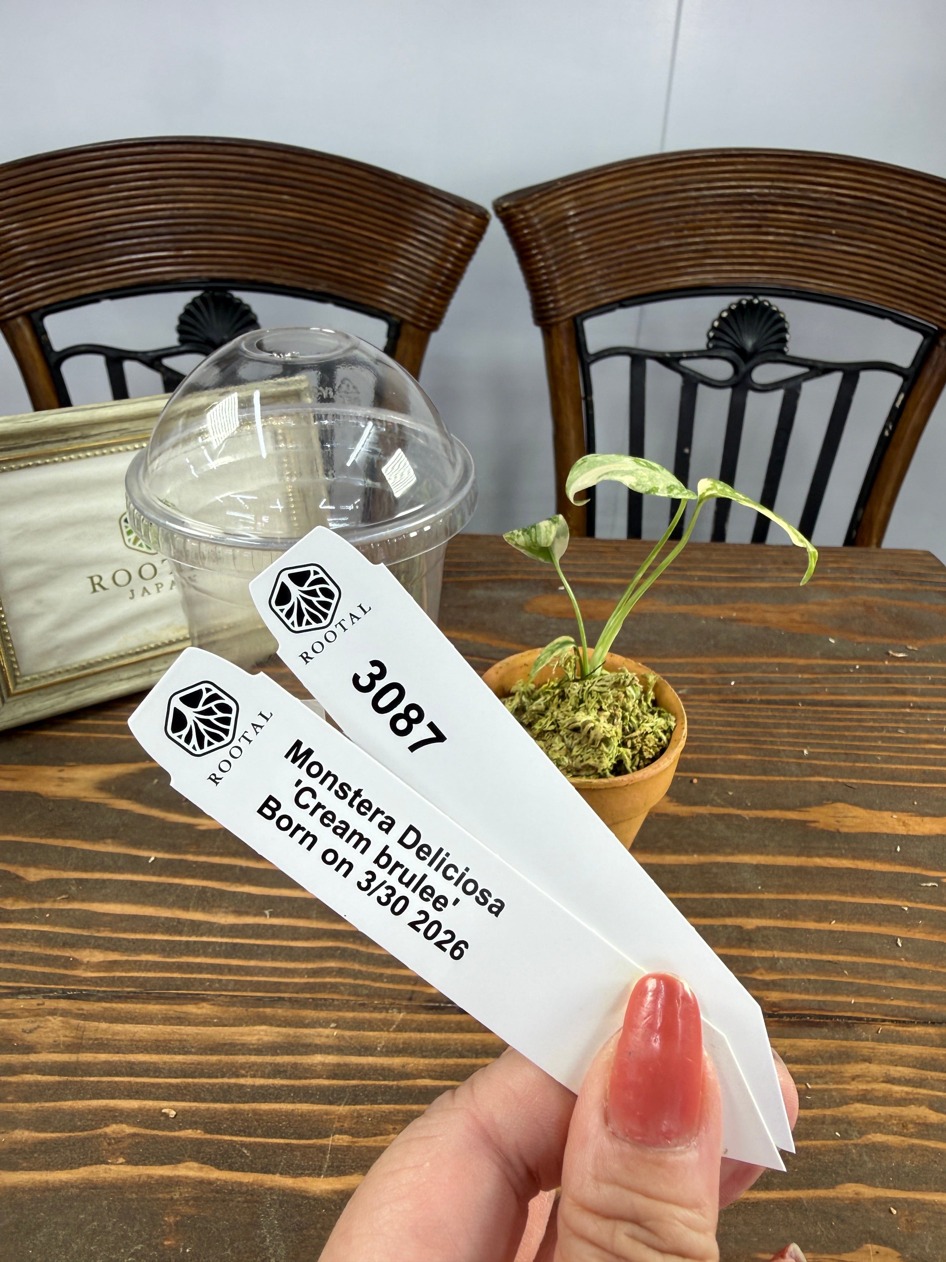 ROOTALPLANTS