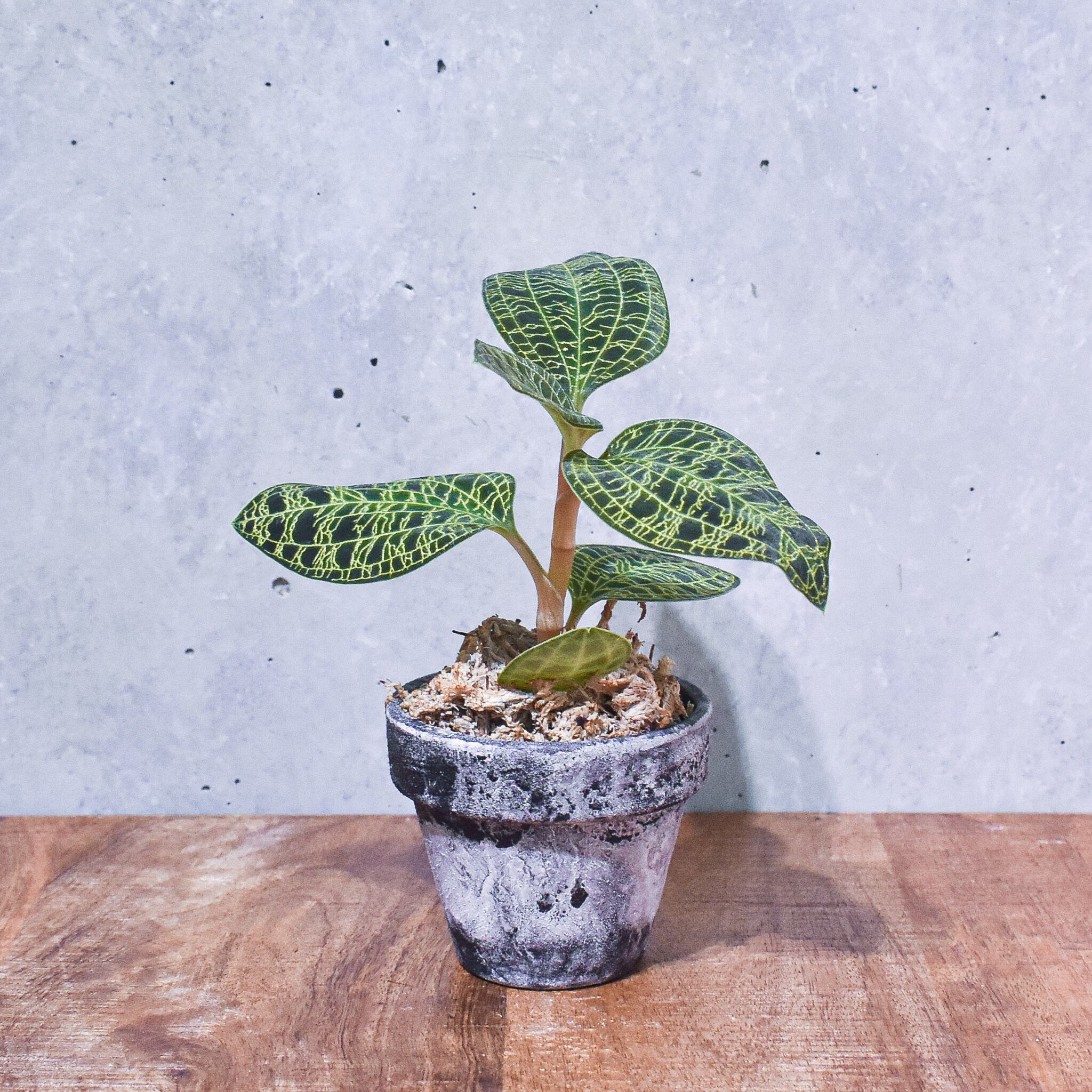 宝石蘭 煌めく葉脈 ジュエルオーキッド マコデスペトラ Stand By Green スタンドバイグリーン