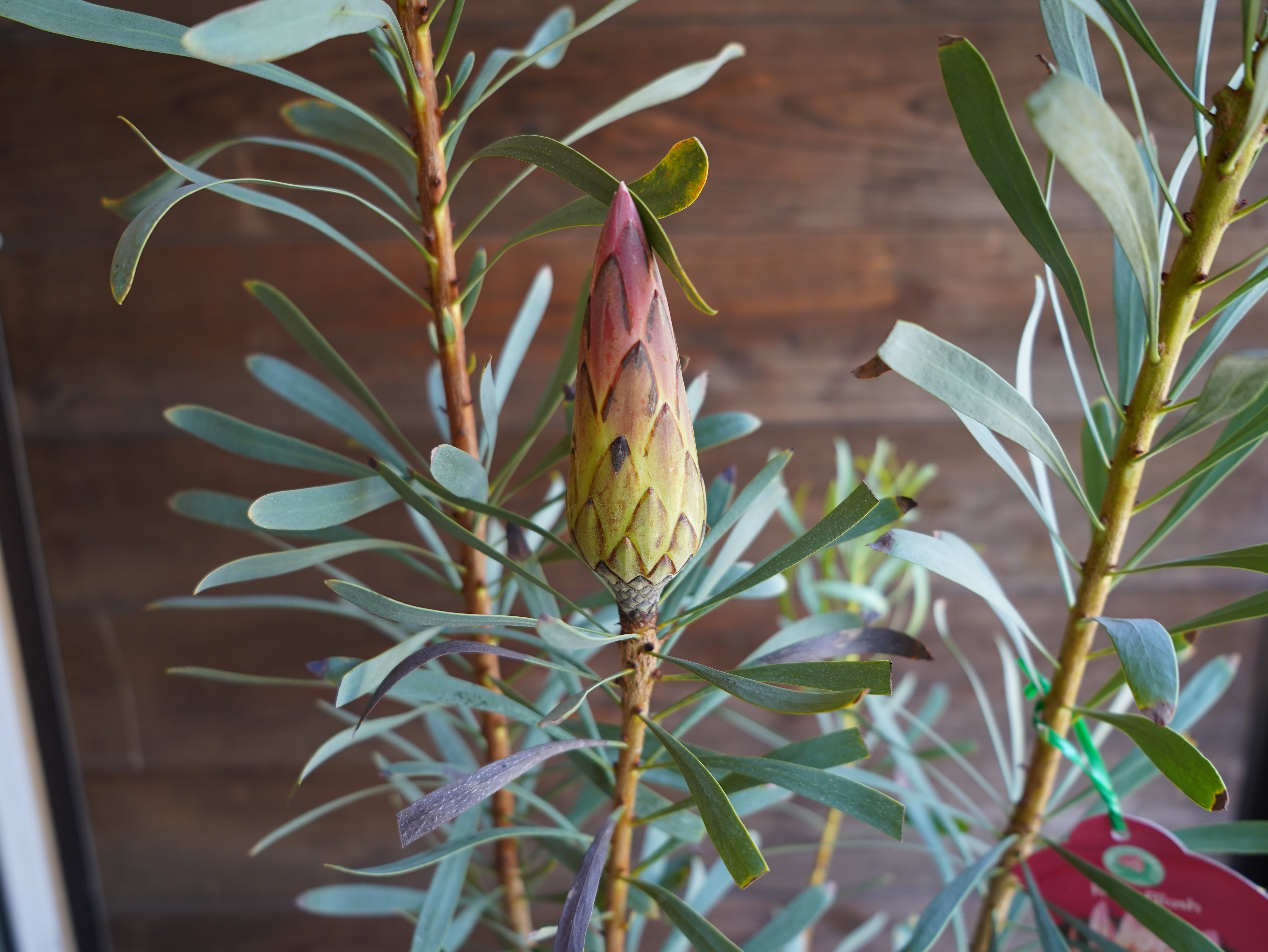 【現物】プロテア ”ルビーブラッシュ” B