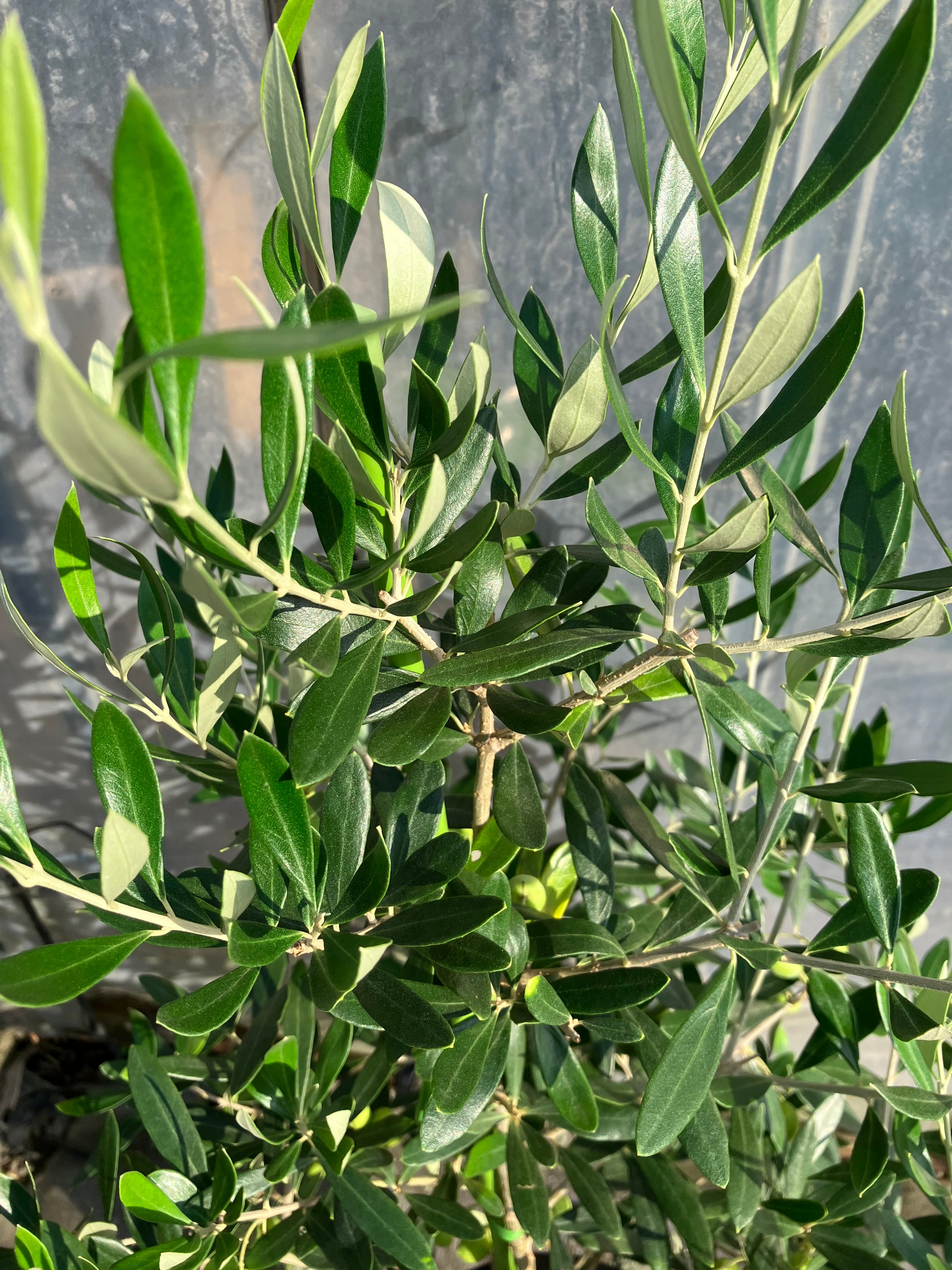 観葉植物 オリーブ 10号 チプレッシーノ プラスチック鉢 | 観葉