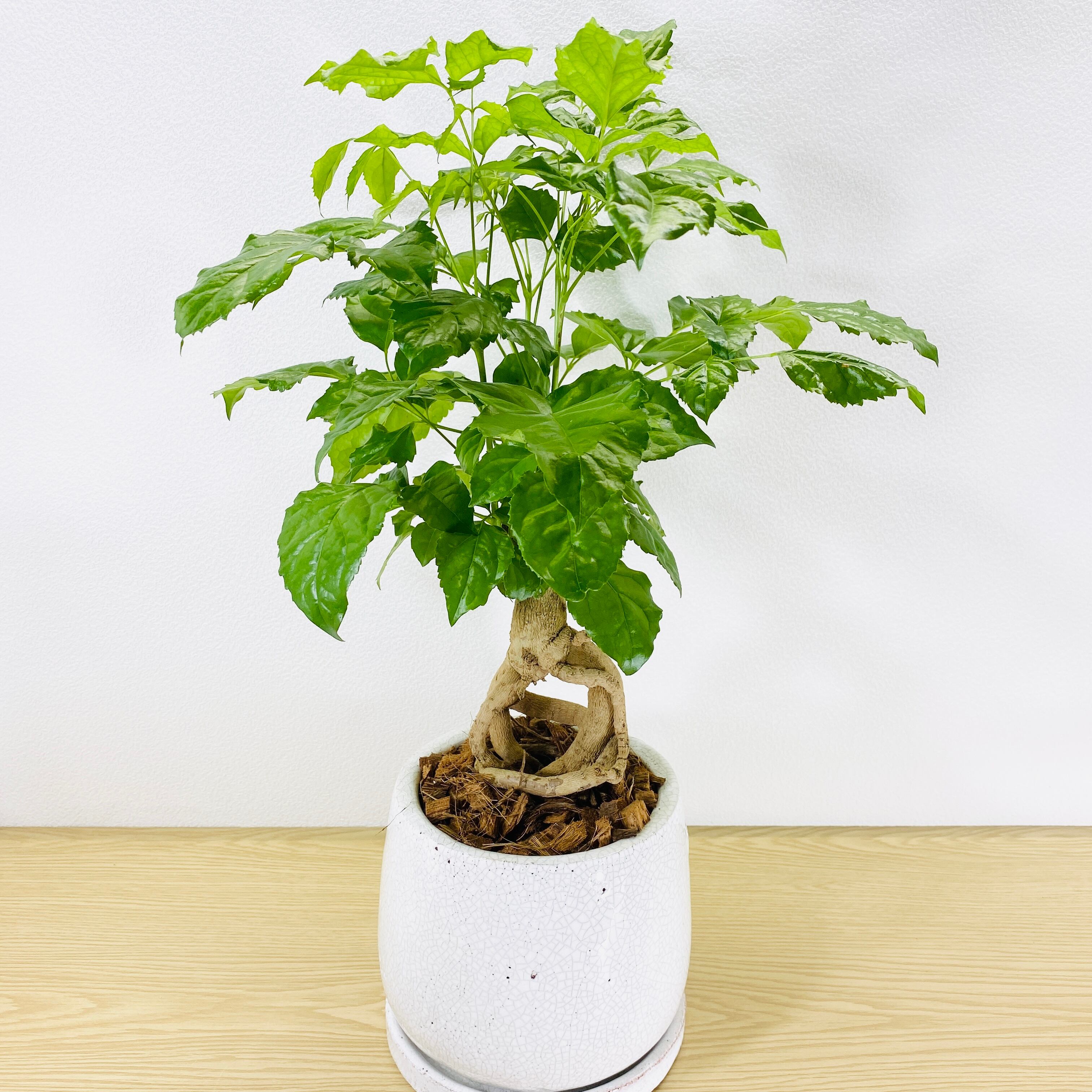 ヘテロパナックス 観葉植物 1点もの Herbree 観葉植物の通販