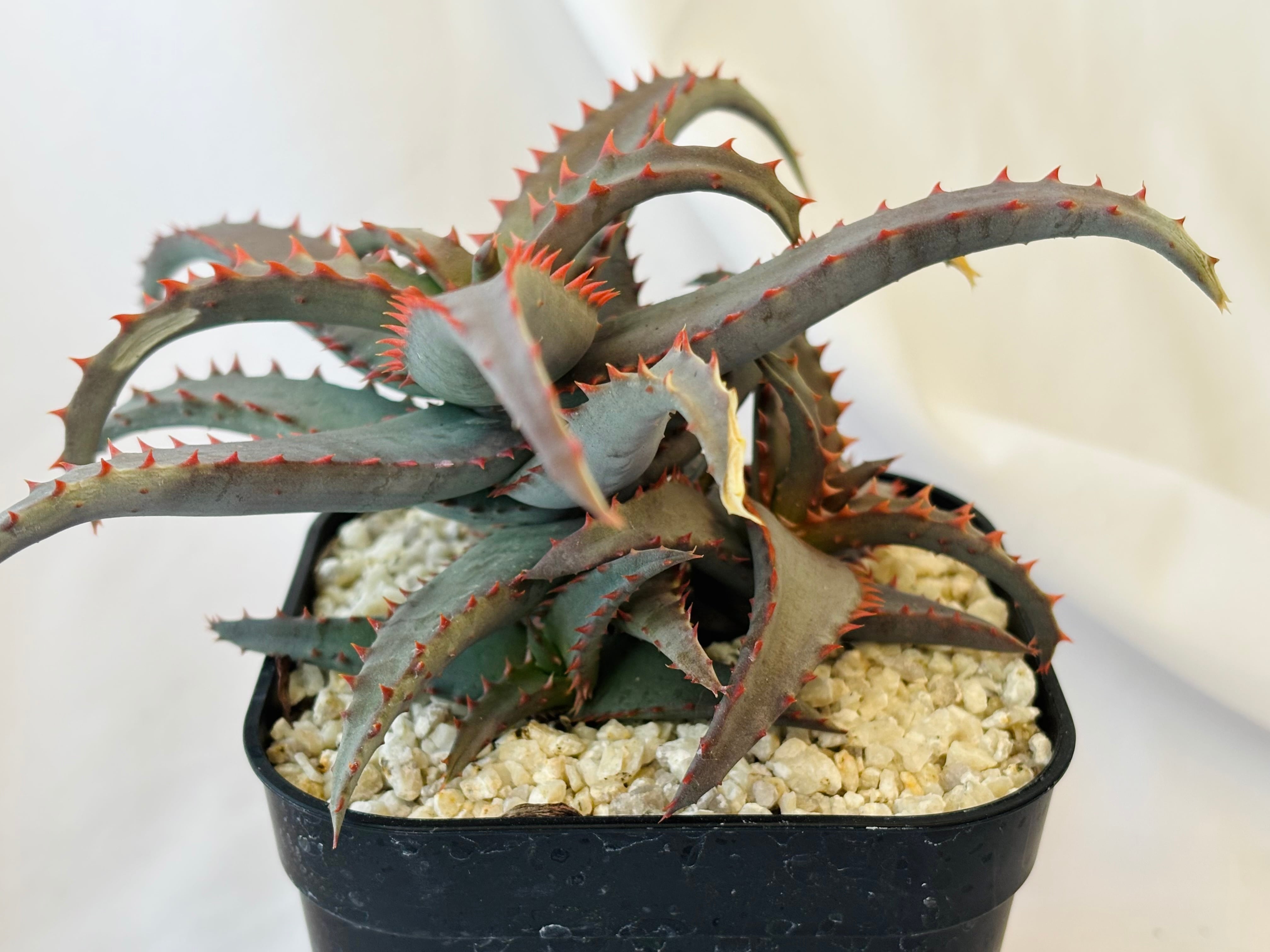 Aloe hybrid アロエ ハイブリッド 多肉植物 | plants MARU ーサボテン