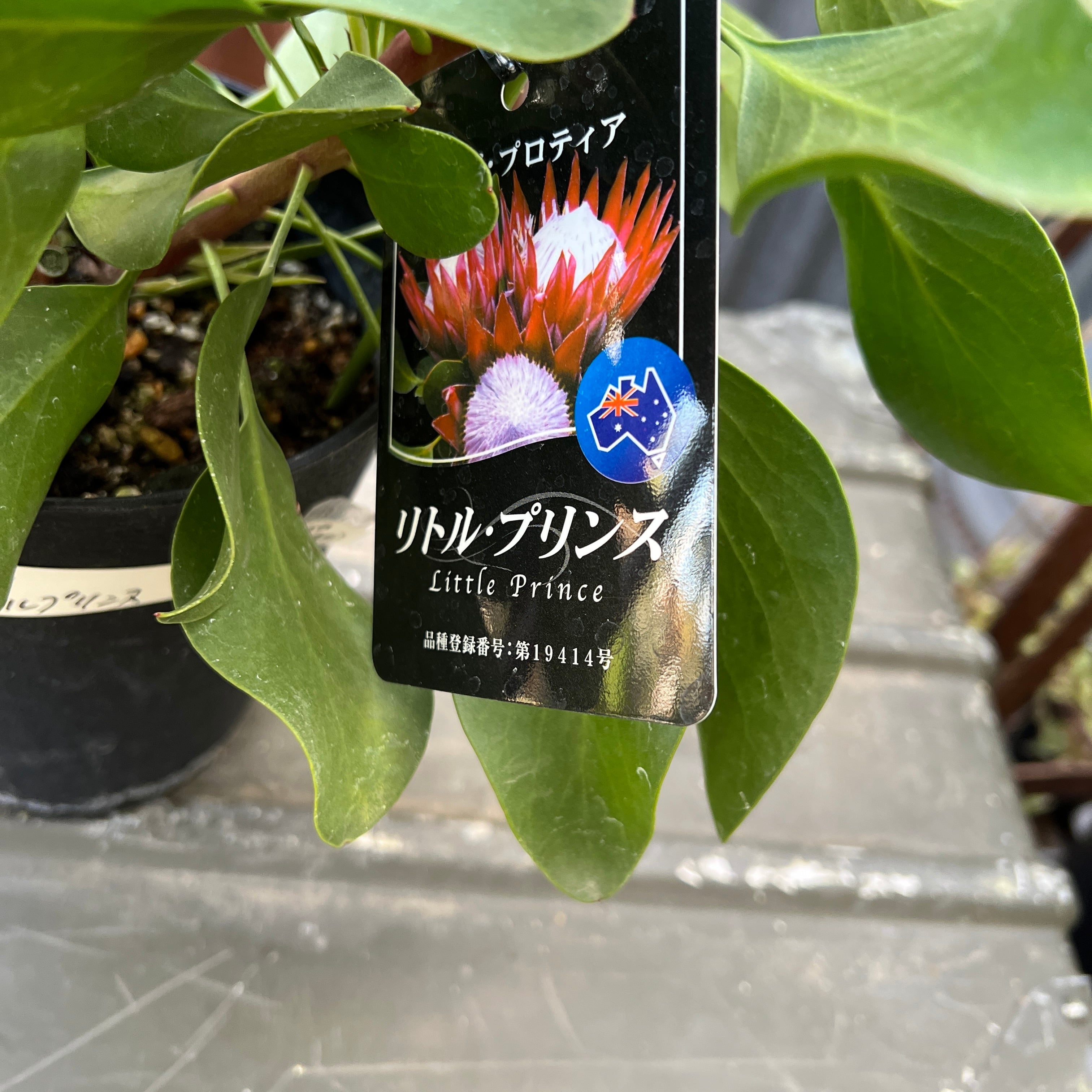 キングプロテア リトルプリンス① | 沼ノ上農園