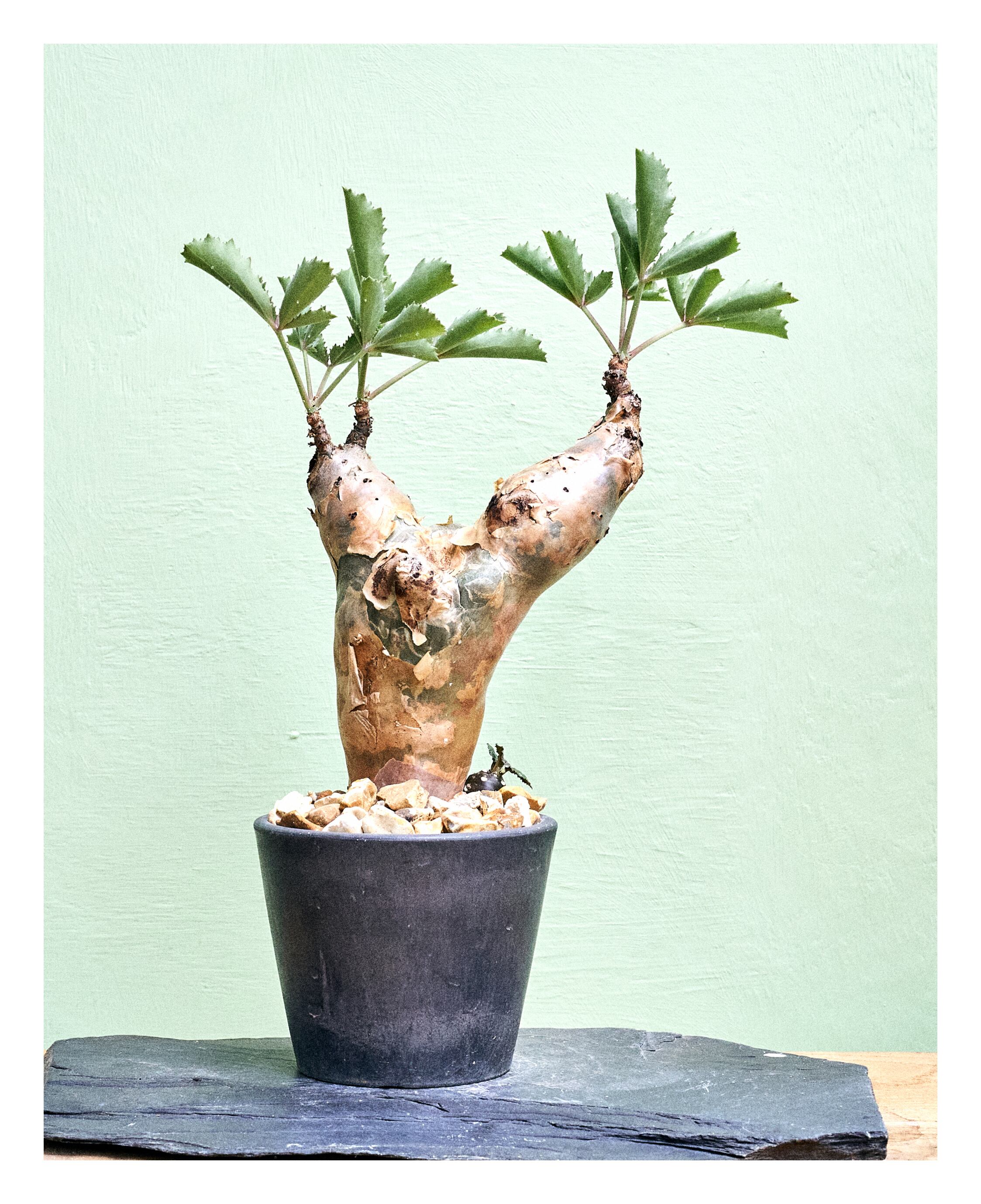 Cyphostemma betiforme キフォステンマ ベティフォルメ | いい日あたり 