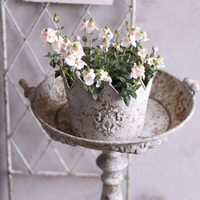 mondimanche 宿根草　ディアシア　トリニティ　ホワイト｜丈夫で長くお花が楽しめる　お玄関を明るく