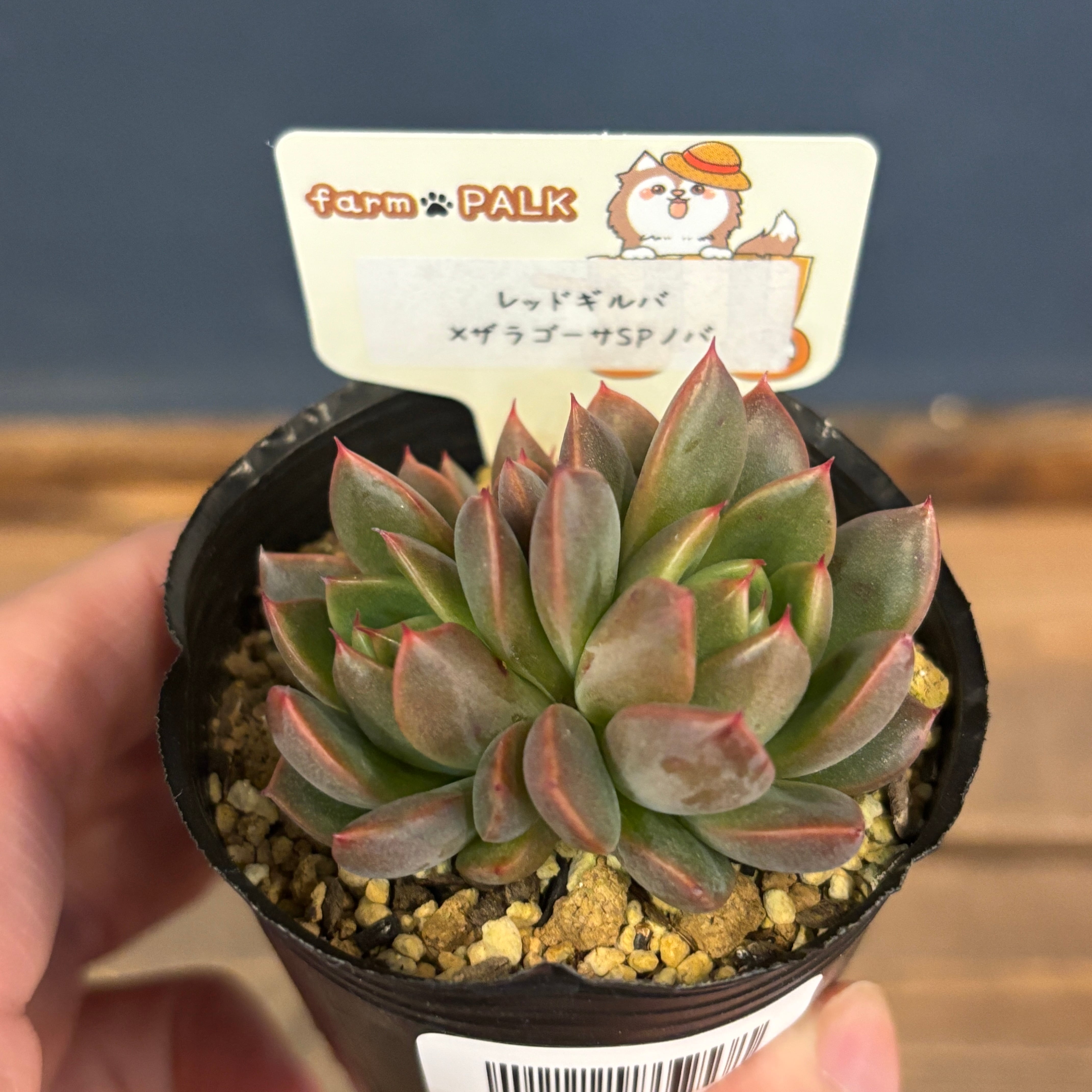 farmPALKさん苗 エケベリア レッドギルバ × ザラゴーサSPノバ【529