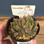 farmPALKさん苗　エケベリア　レッドギルバ × ザラゴーサSPノバ【529】