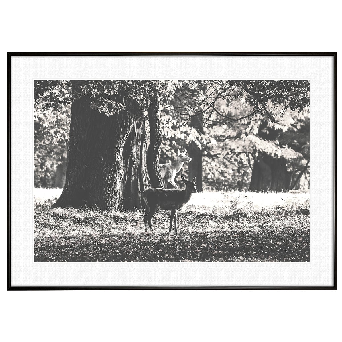 動物写真 秋の鹿 インテリア モノクロアートポスター額装 AS0760