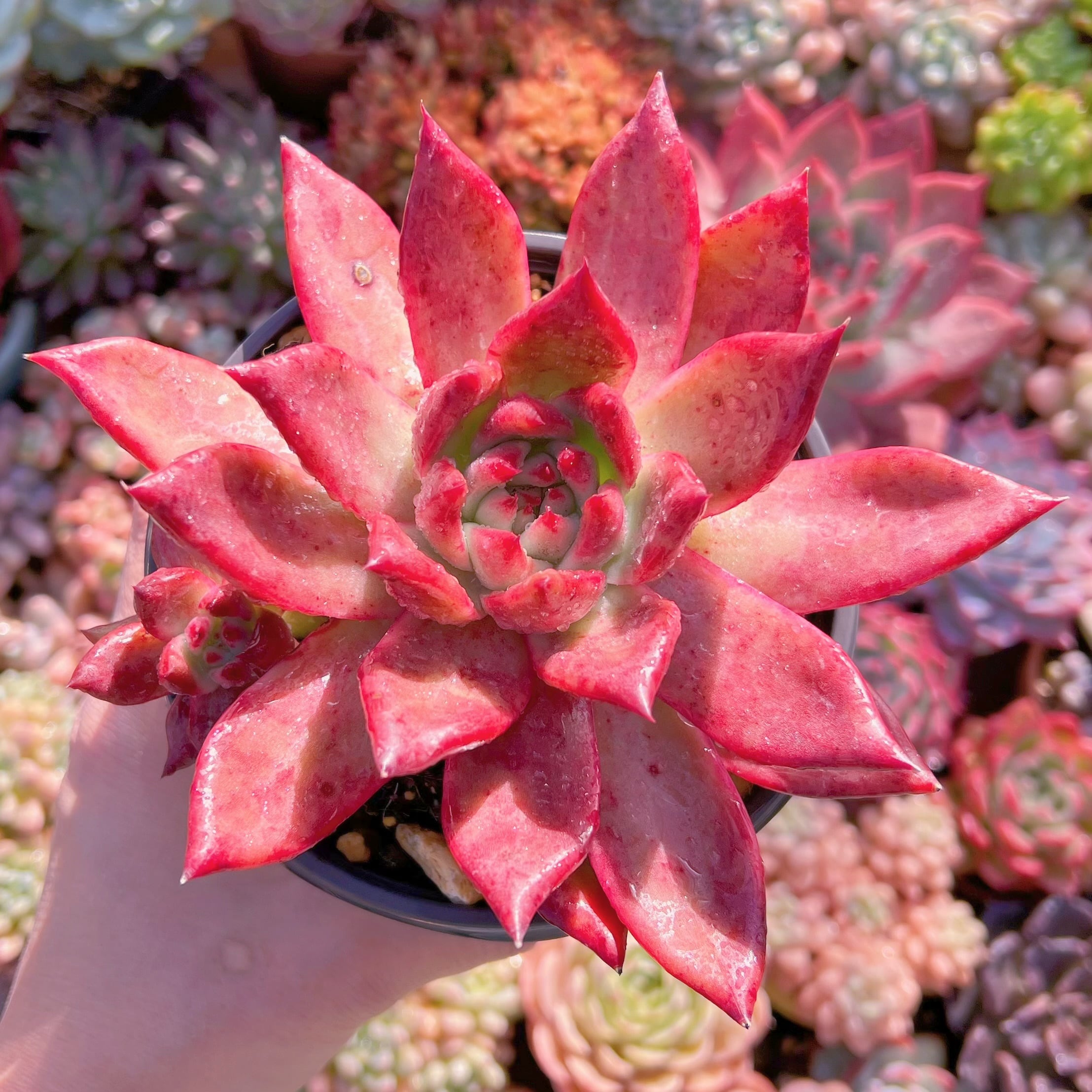 現品　アメストロー#272    古株　特大  るる農園