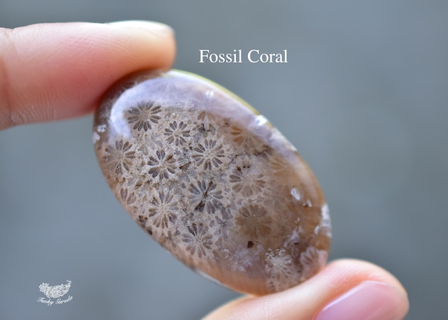 古代の珊瑚華★フォッシルコーラル　ルース　fos008