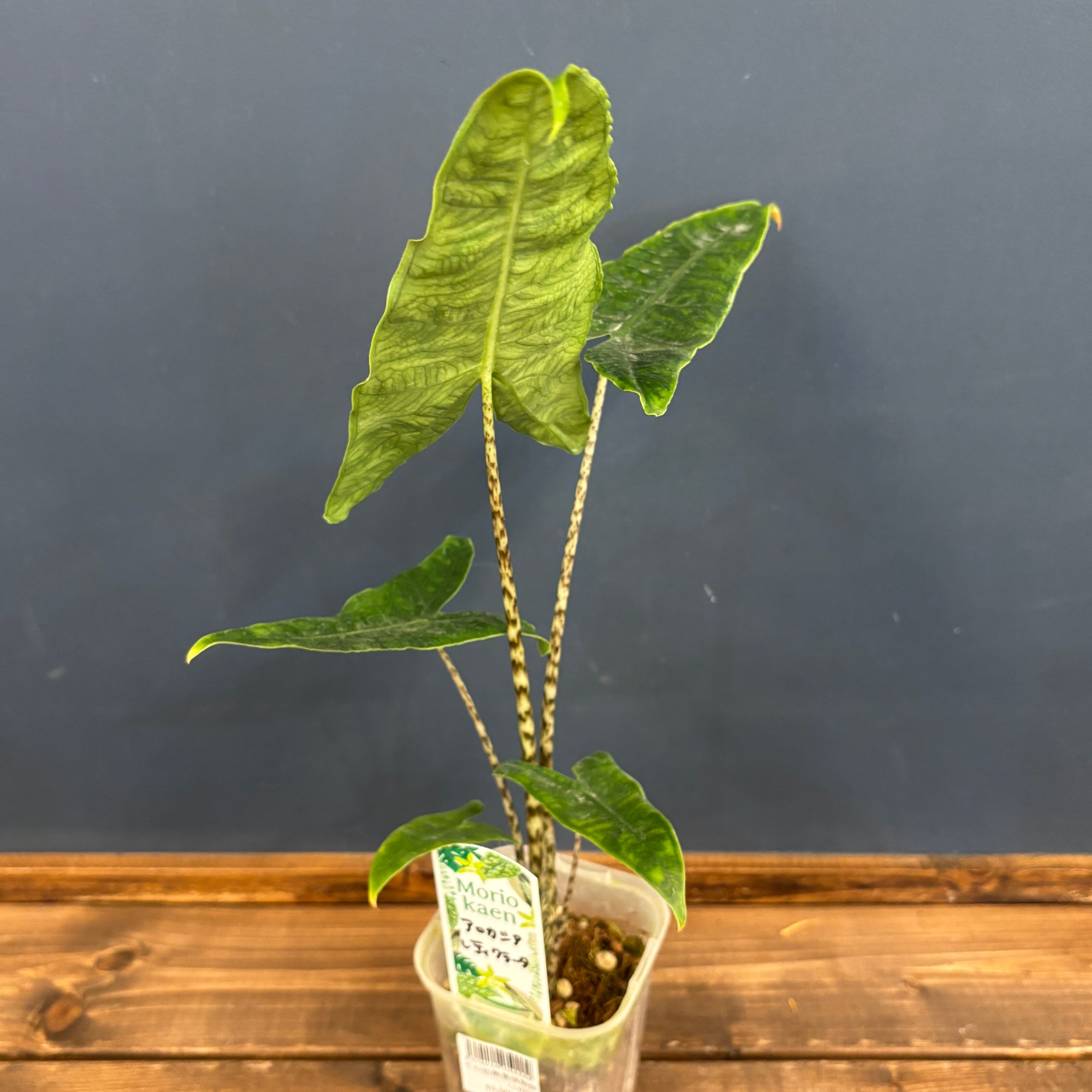 アロカシア アロカシア ゼブリナ レティキュラータ(レティクラータ)【1018