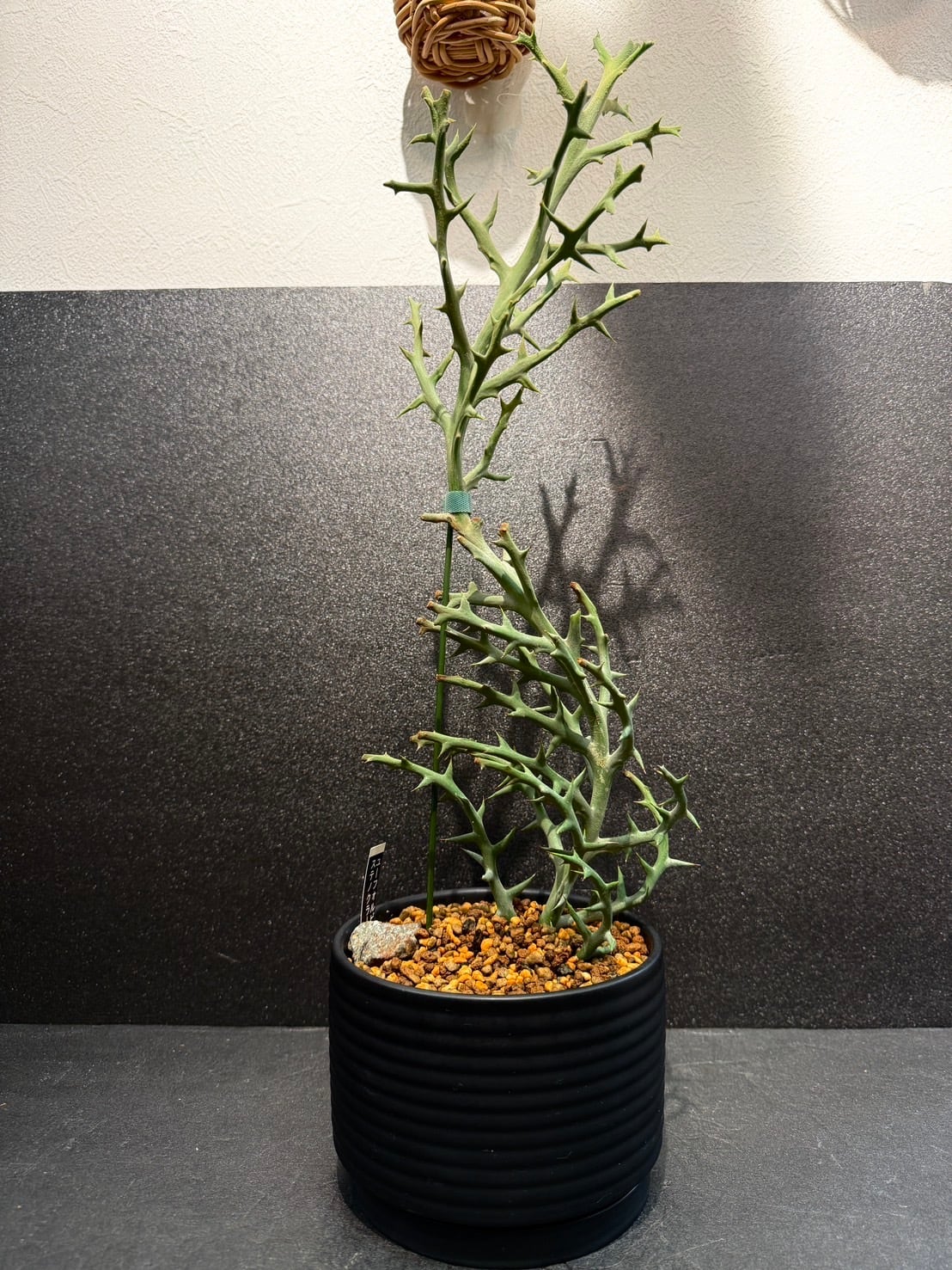 ステノクラーダ ユーフォルビア ③ 多肉植物 4号 かっこいい 鉢込み